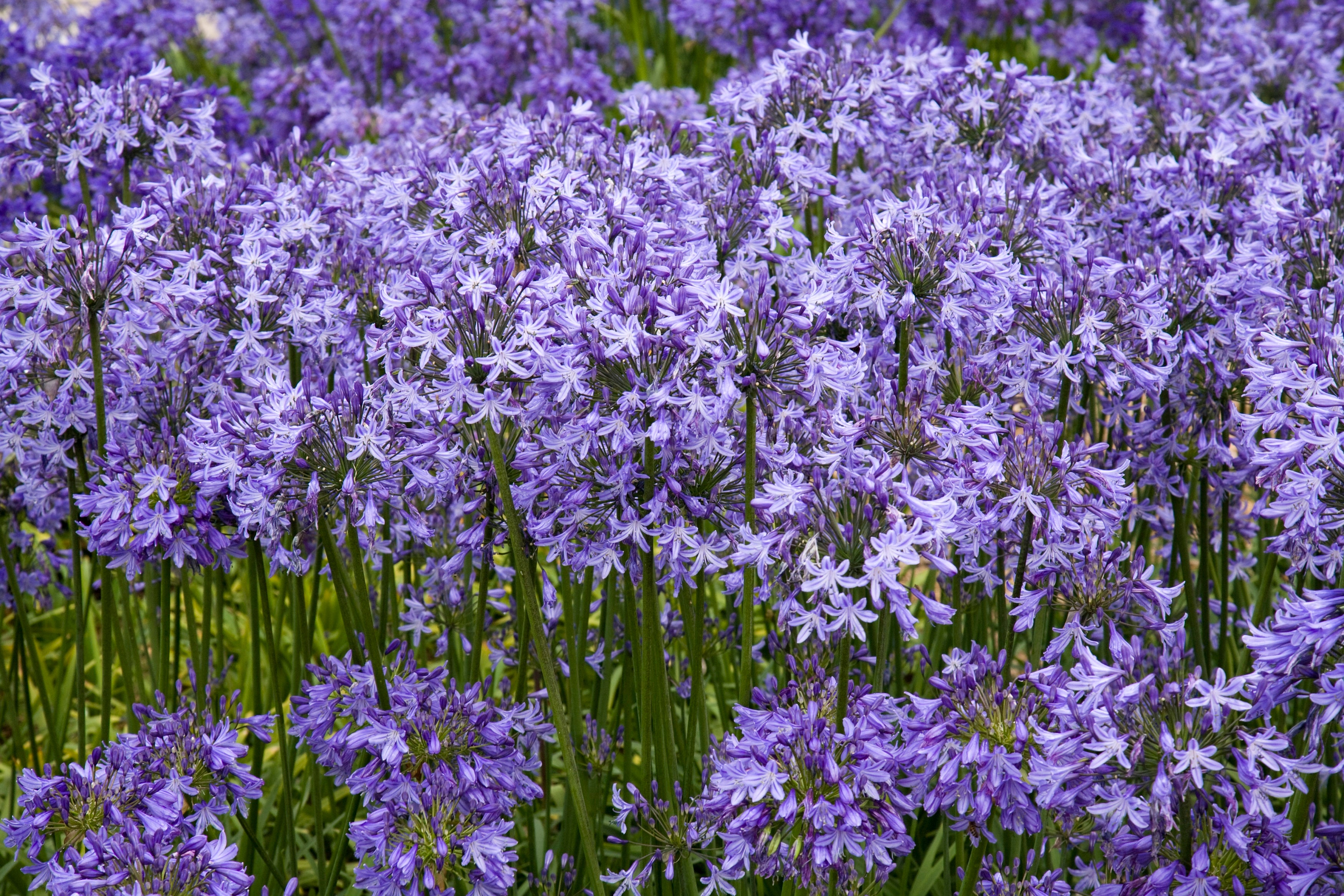 Agapanthus Pretty Sandy