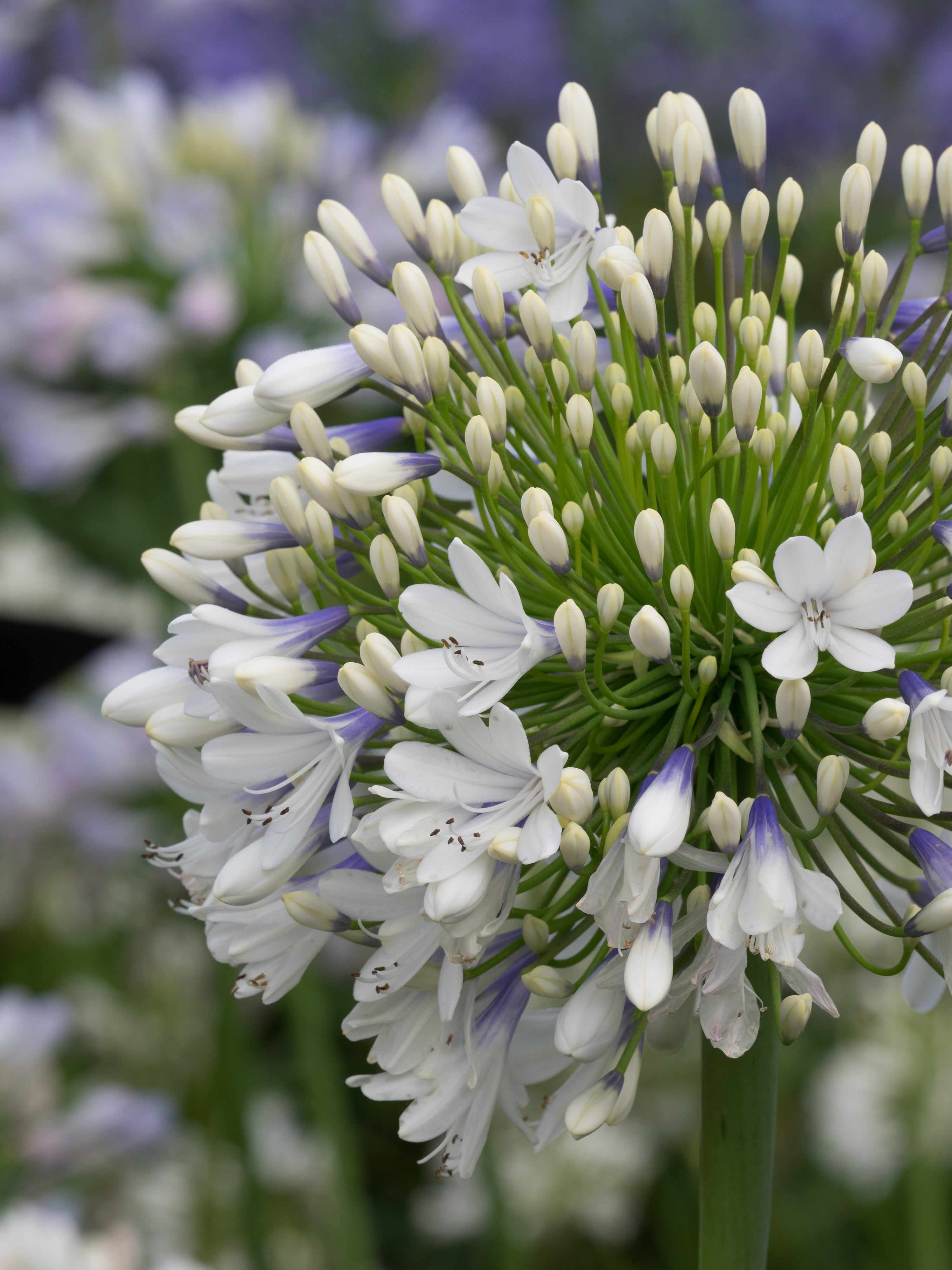 Agapanthus Queen Mum