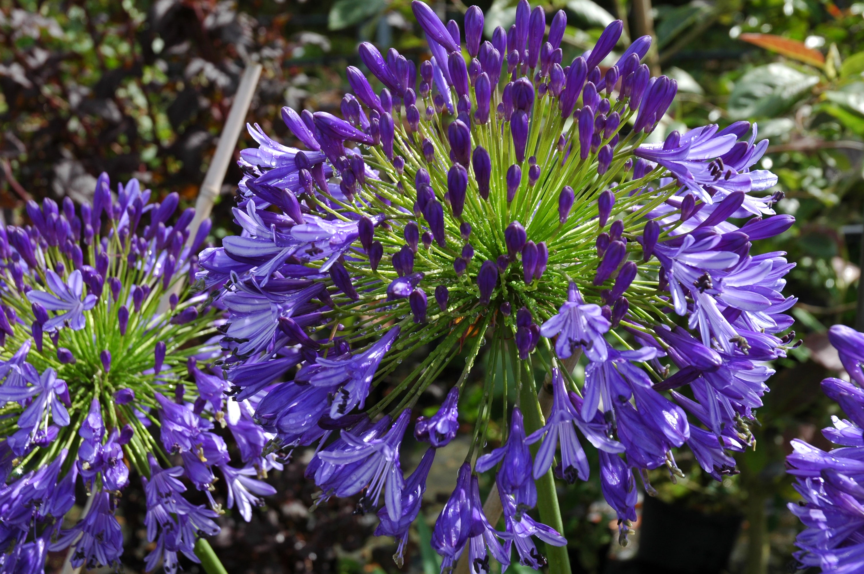 Agapanthus Regal Beauty