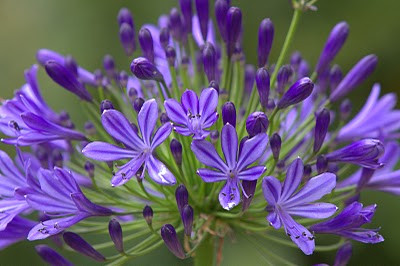 Agapanthus Regal Beauty