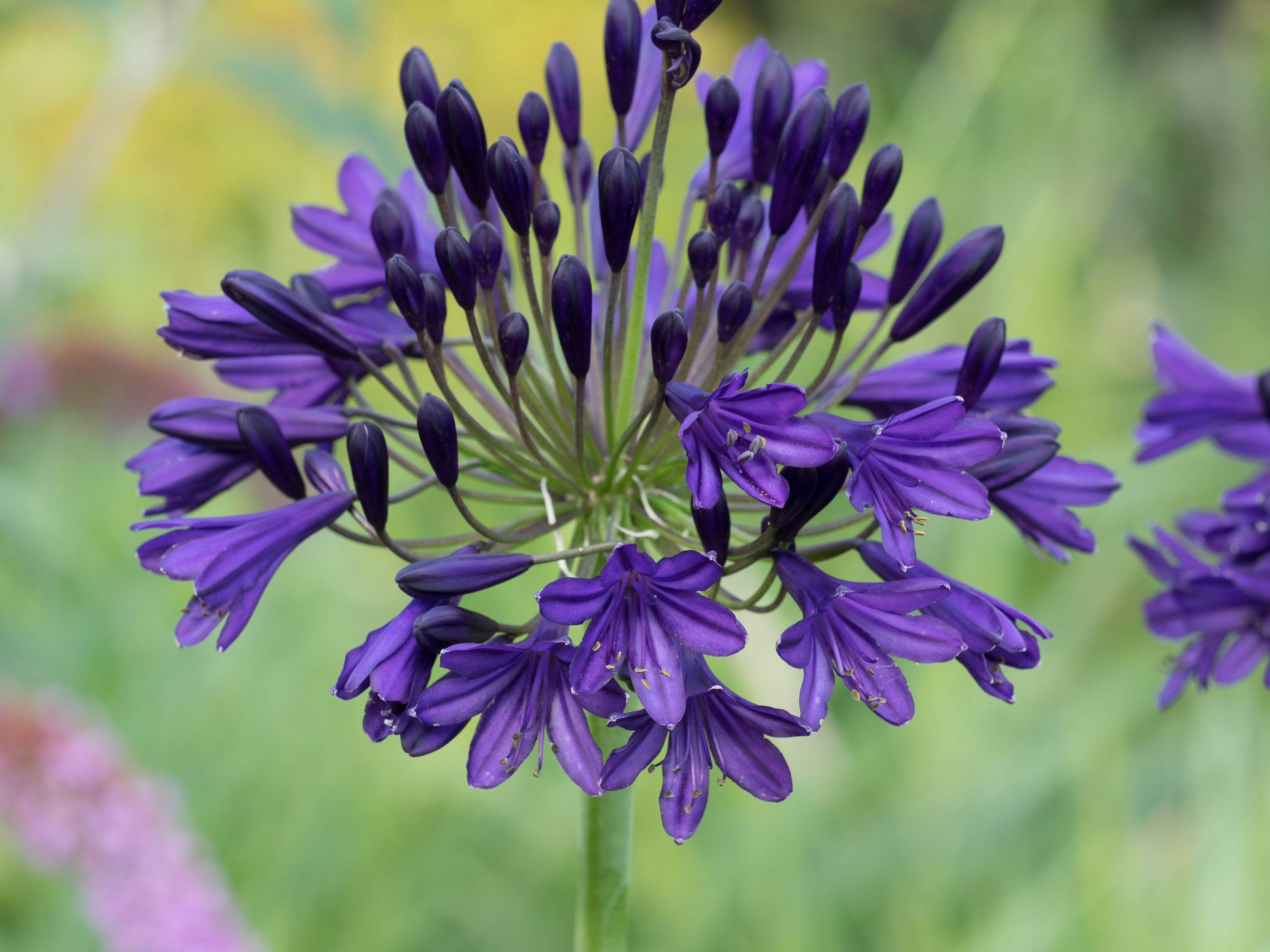 Agapanthus Royal Velvet