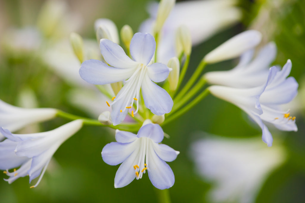 Agapanthus Silver Baby