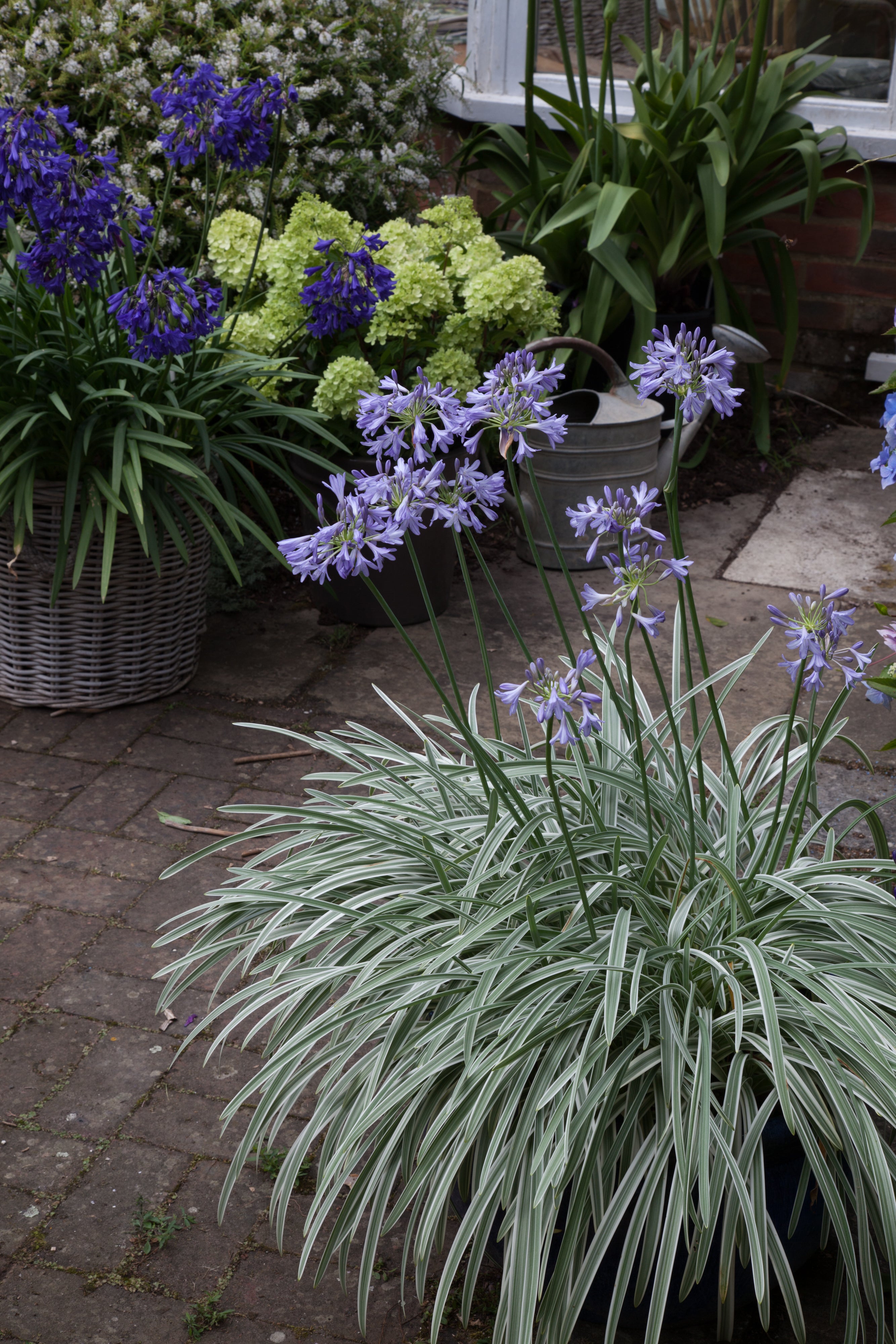 Agapanthus Silver Moon