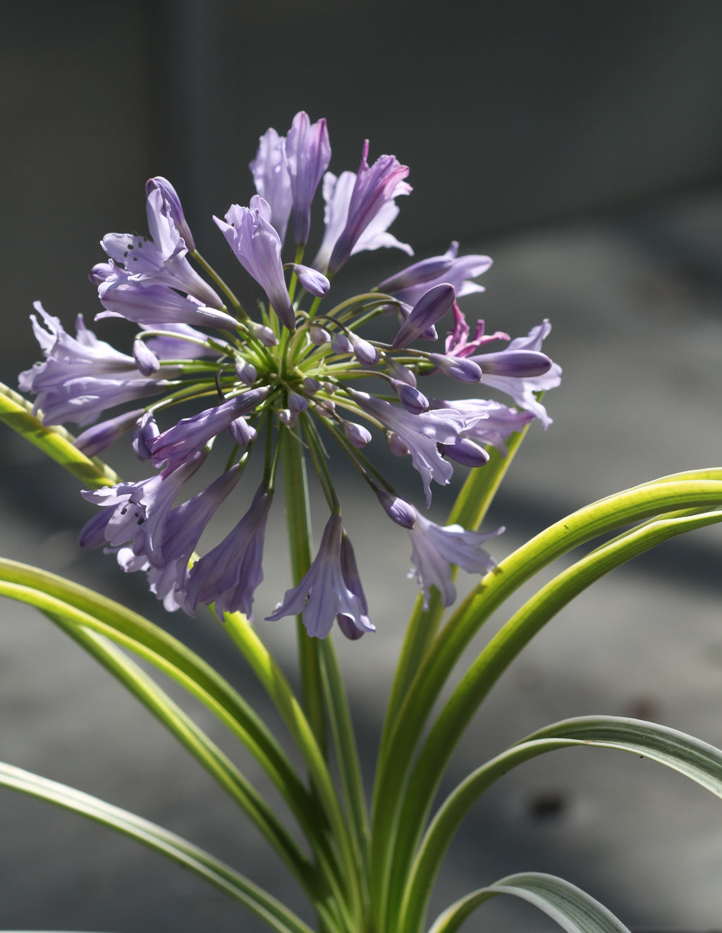 Agapanthus Silver Moon