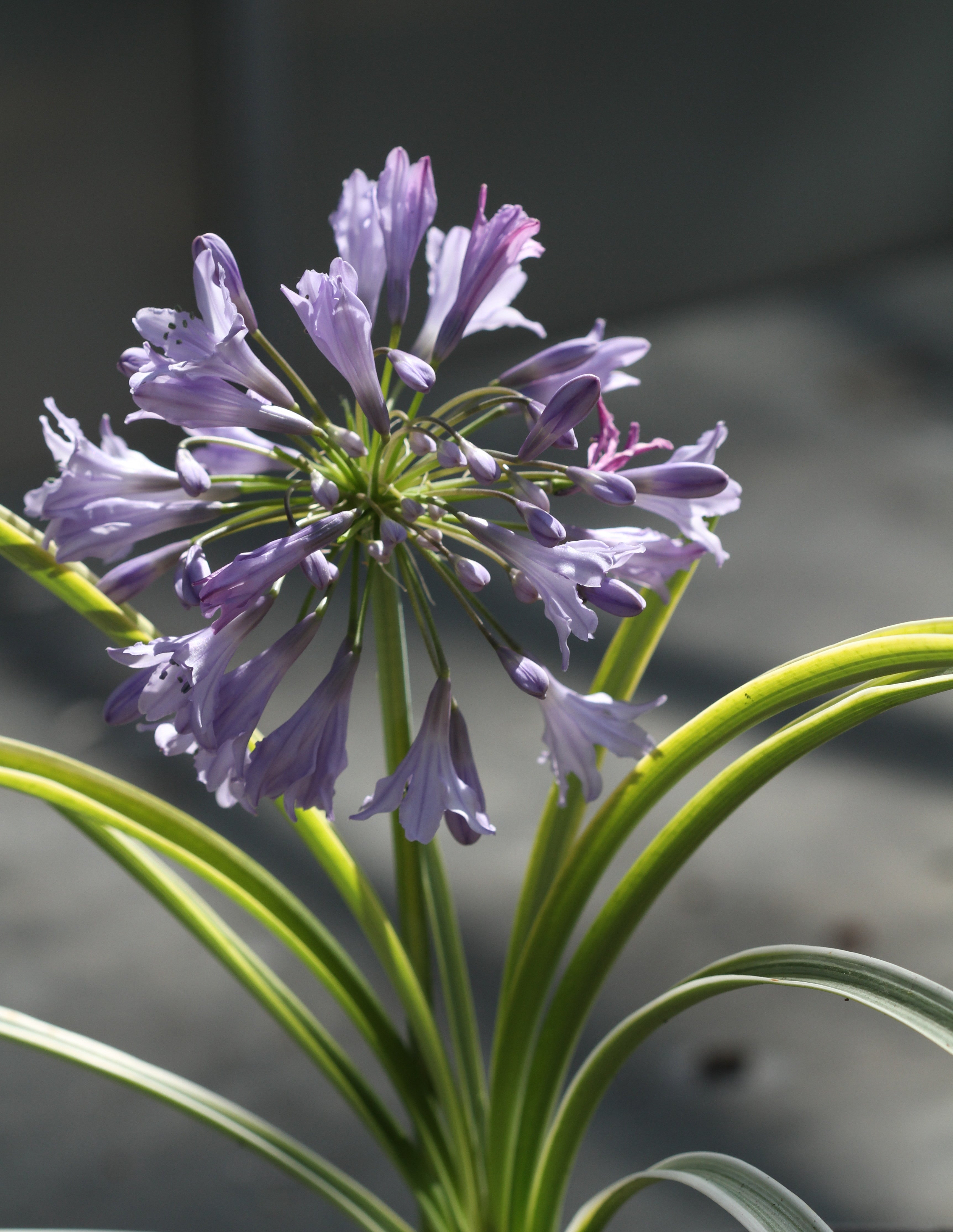 Agapanthus Silver Moon
