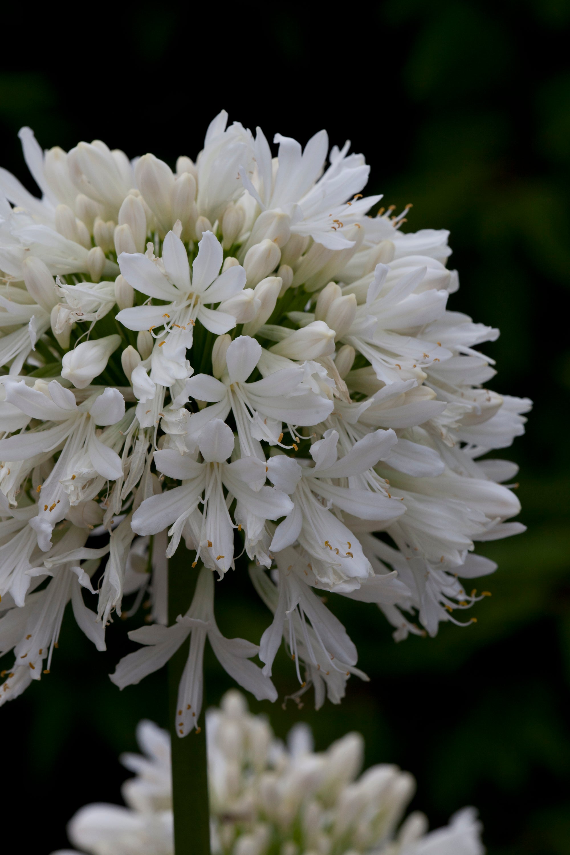 Agapanthus Snow Cloud