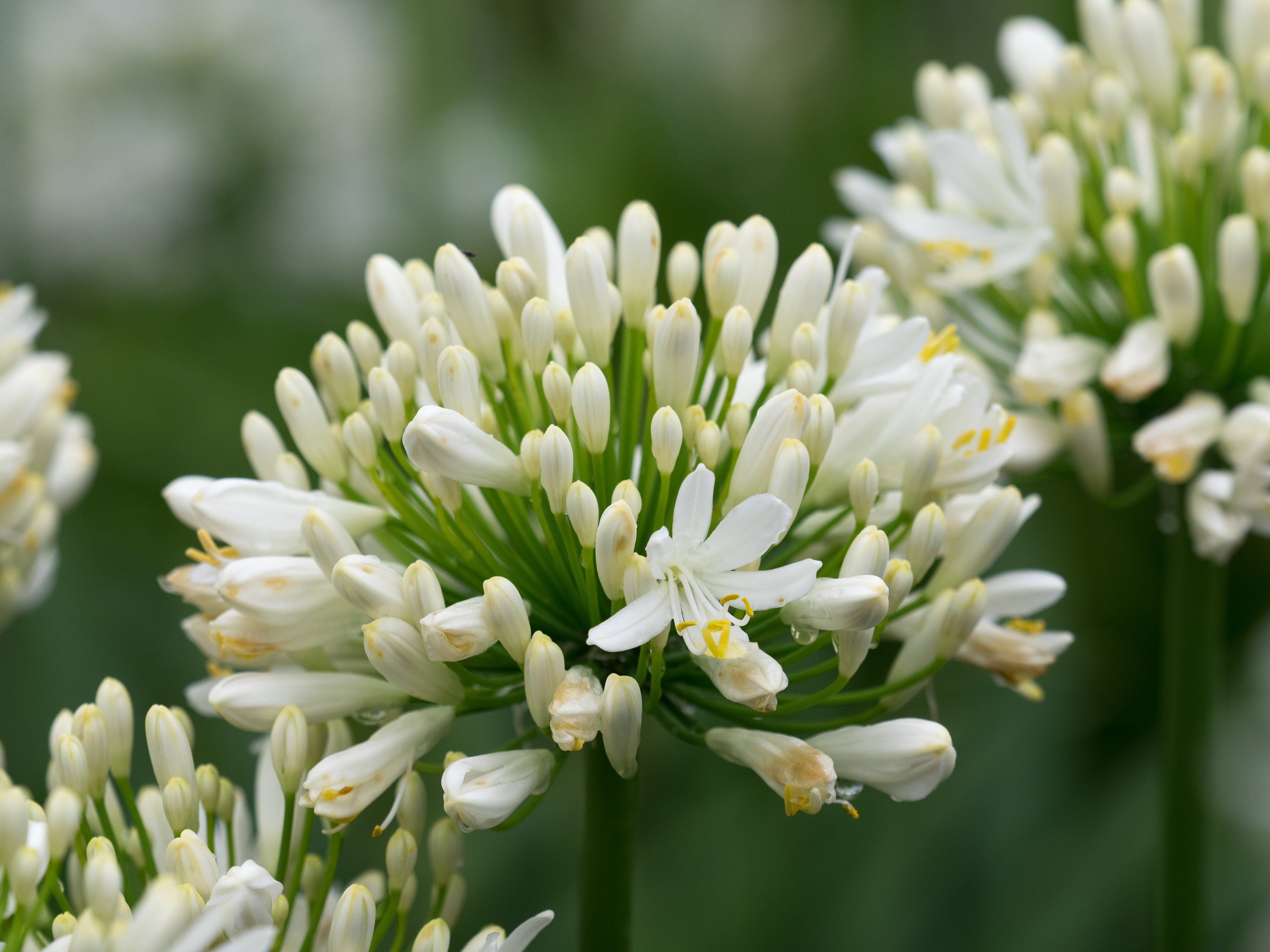 Agapanthus Snow Cloud
