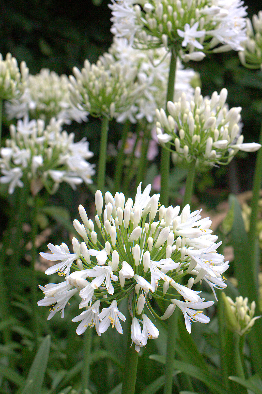 Agapanthus Snow Cloud