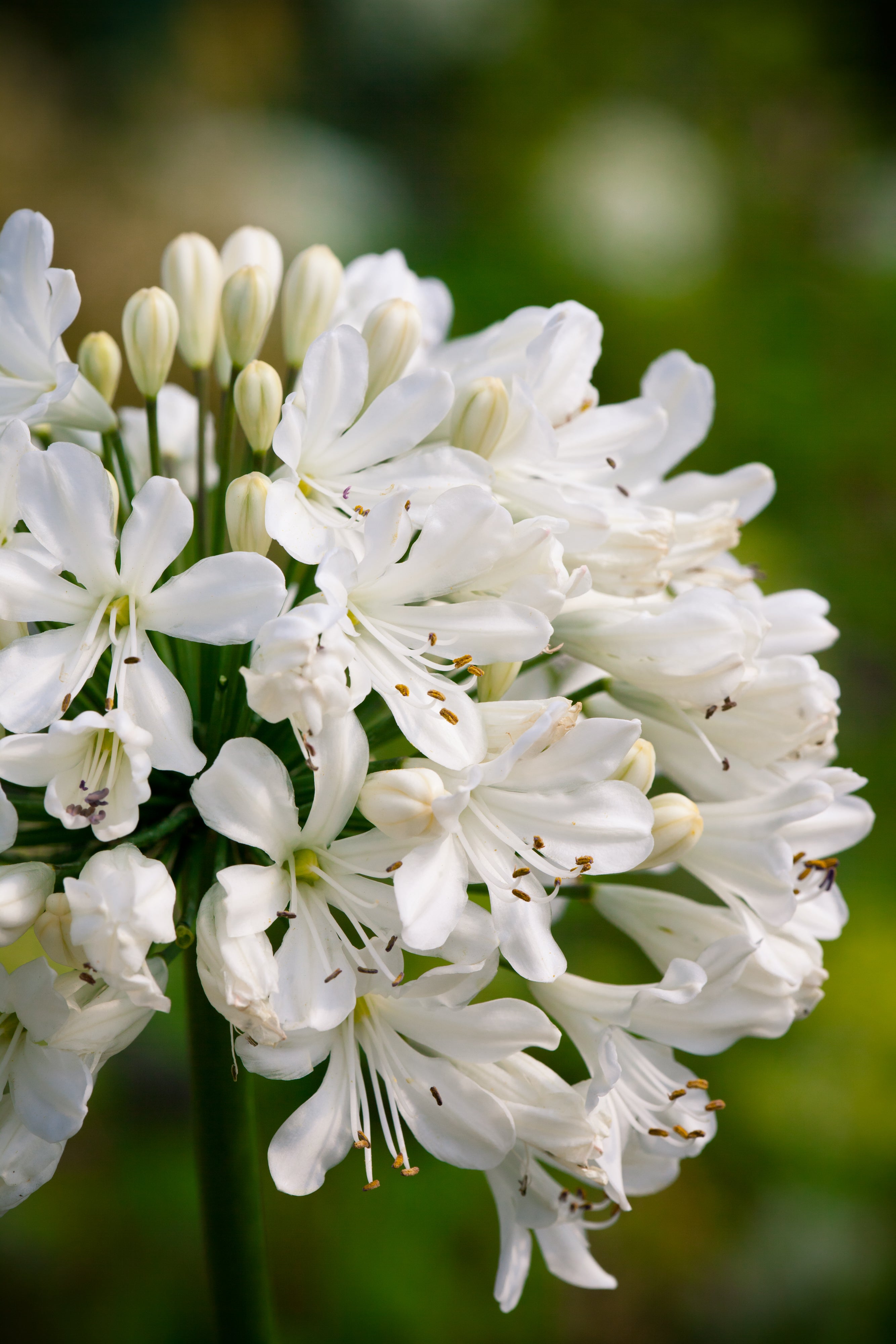 Agapanthus Snow Crystal