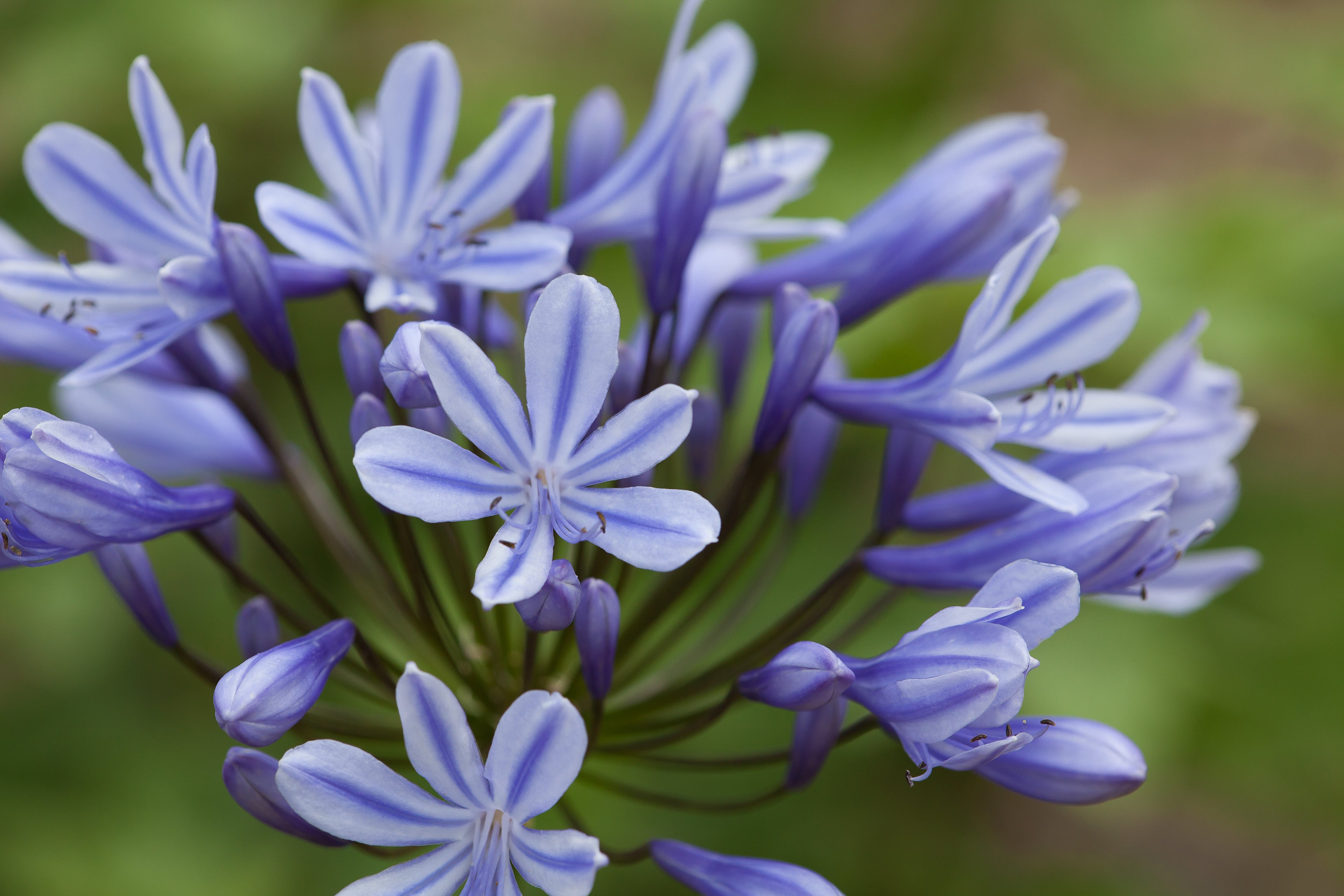 Agapanthus Sweet Surprise