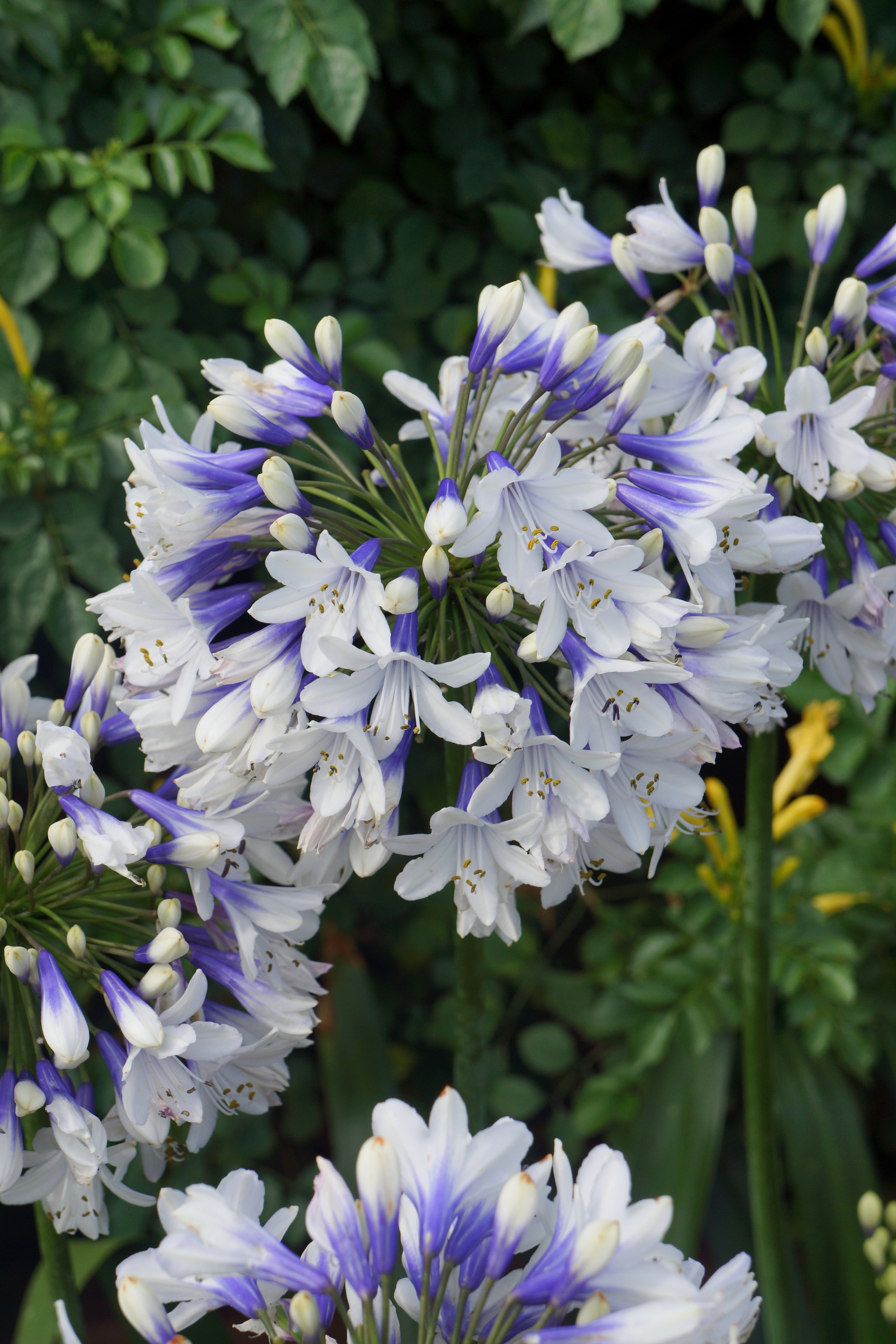 Agapanthus Twister