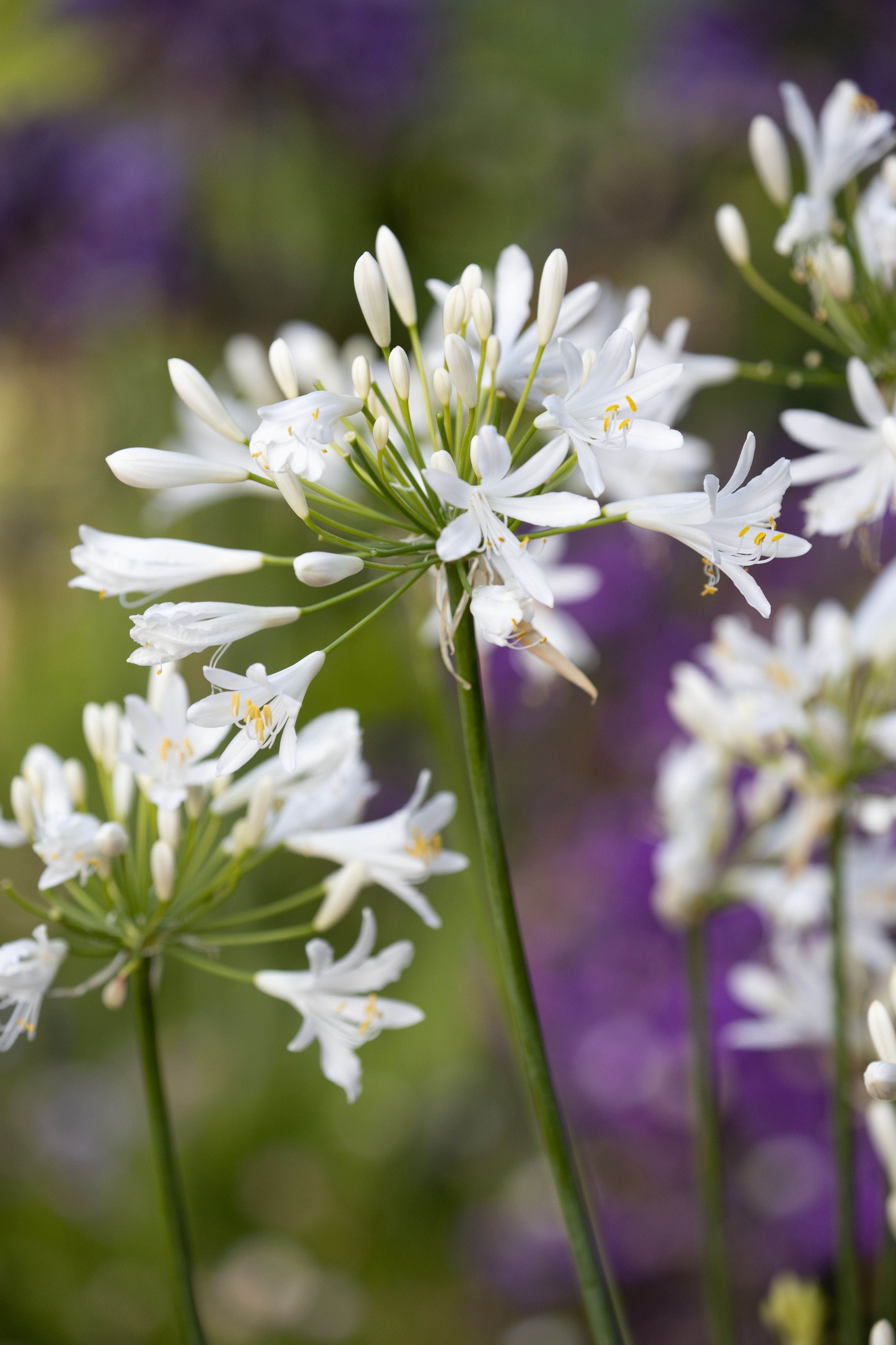 Agapanthus White Pixie