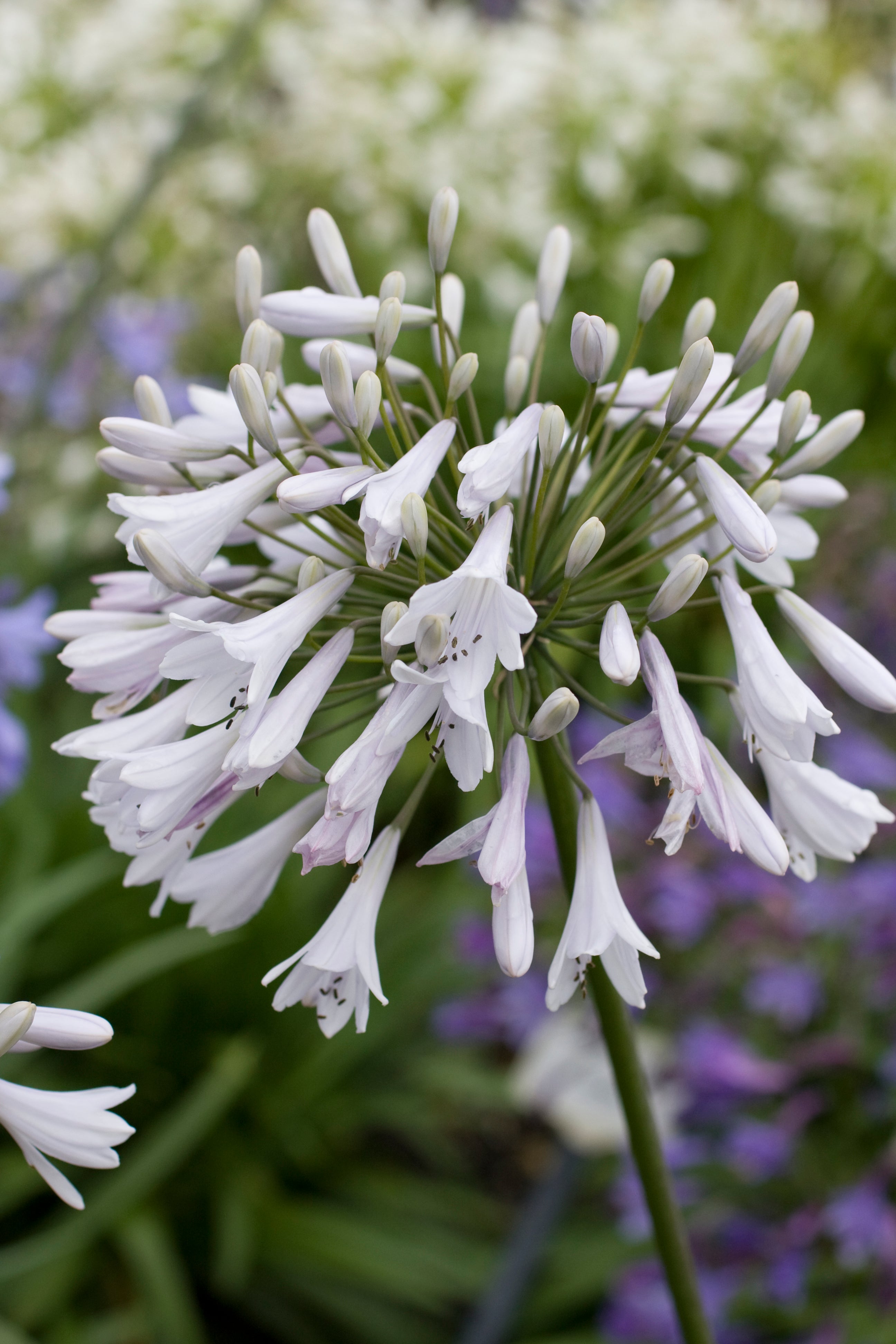 Agapanthus Windsor Grey