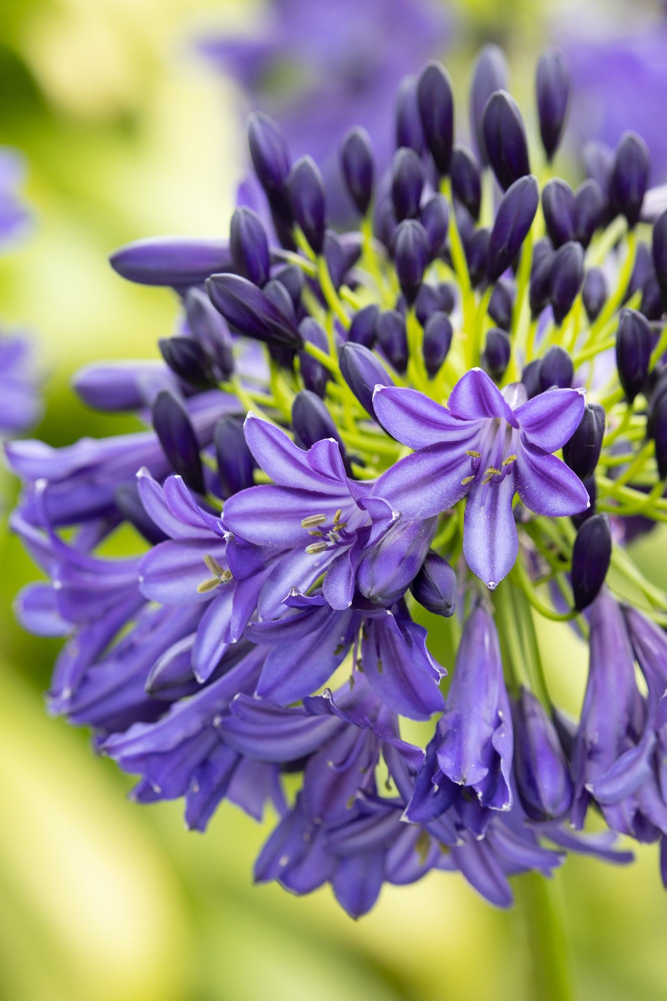 Agapanthus Dark Silk