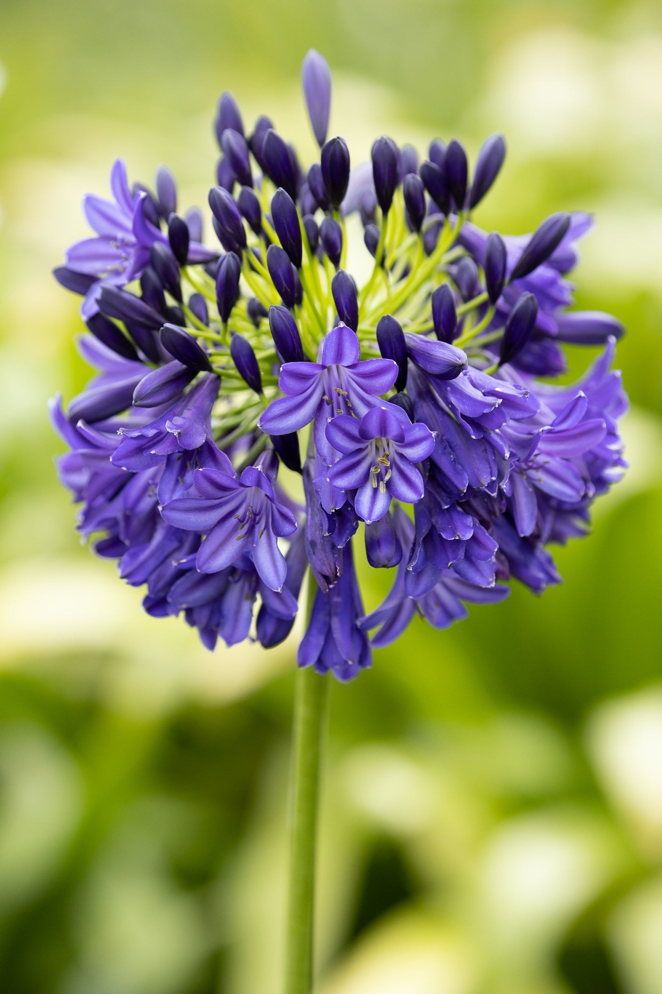Agapanthus Dark Silk