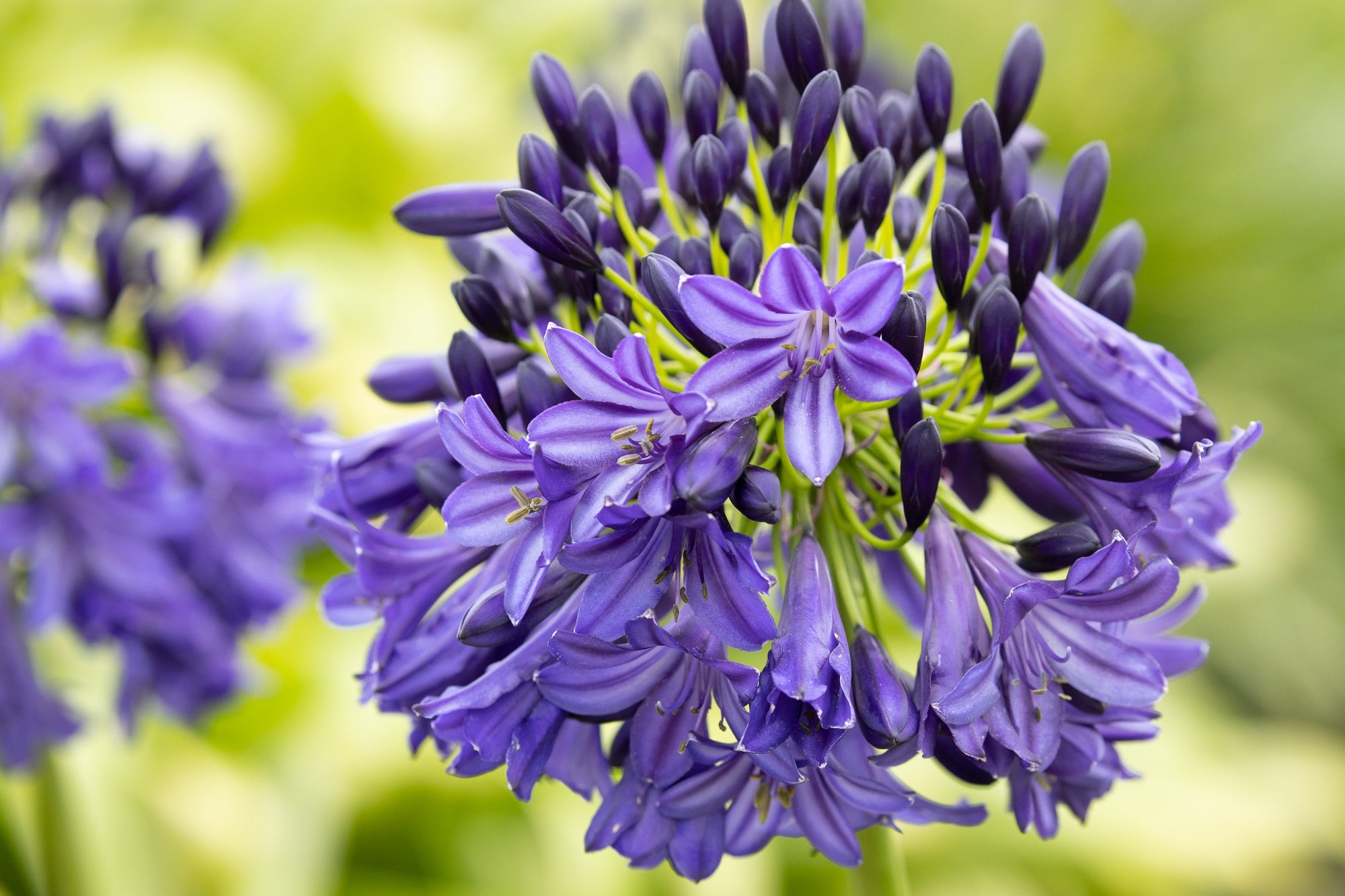 Agapanthus Dark Silk