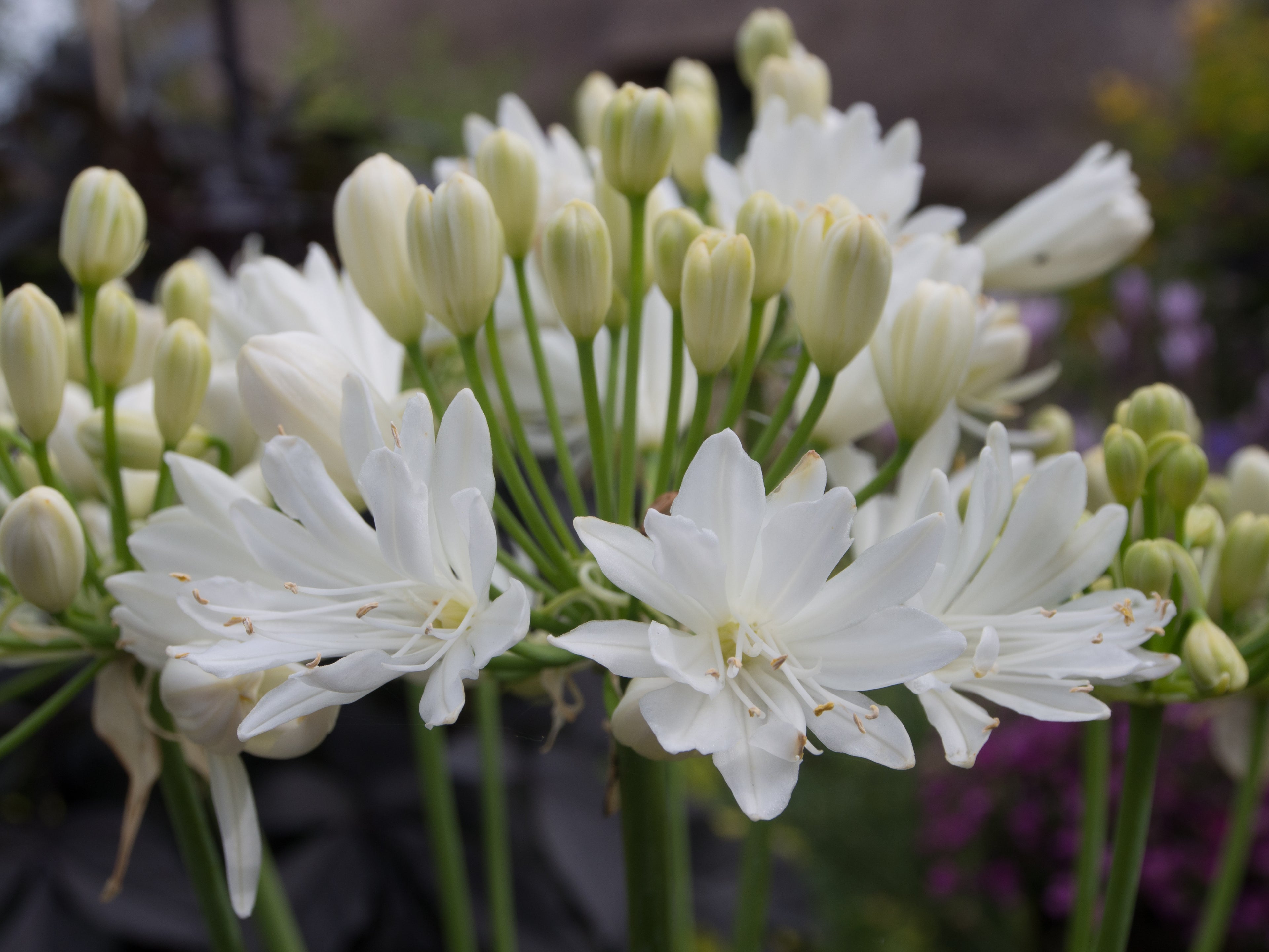 Agapanthus Double Diamond