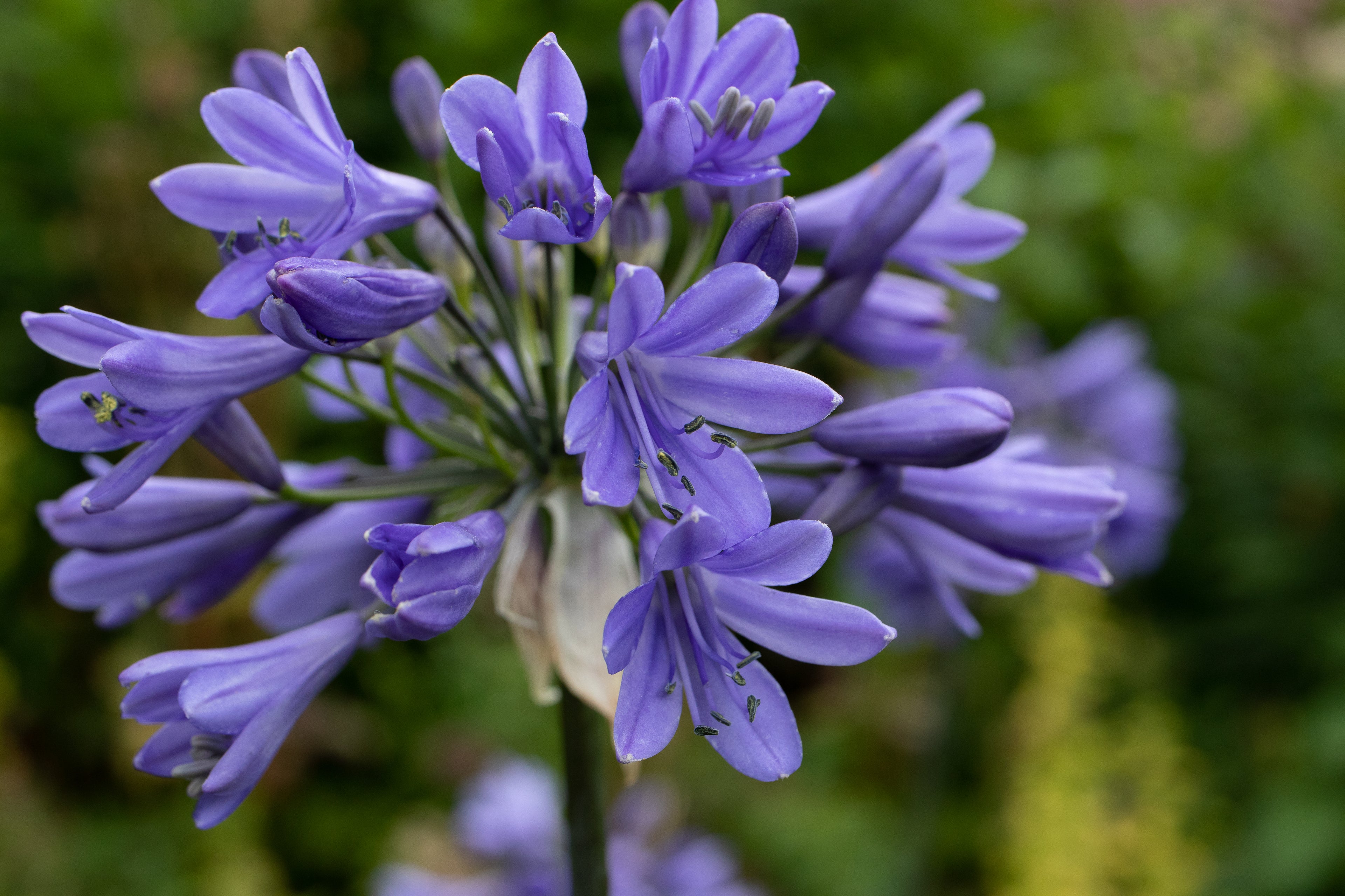Agapanthus Ever Sapphire