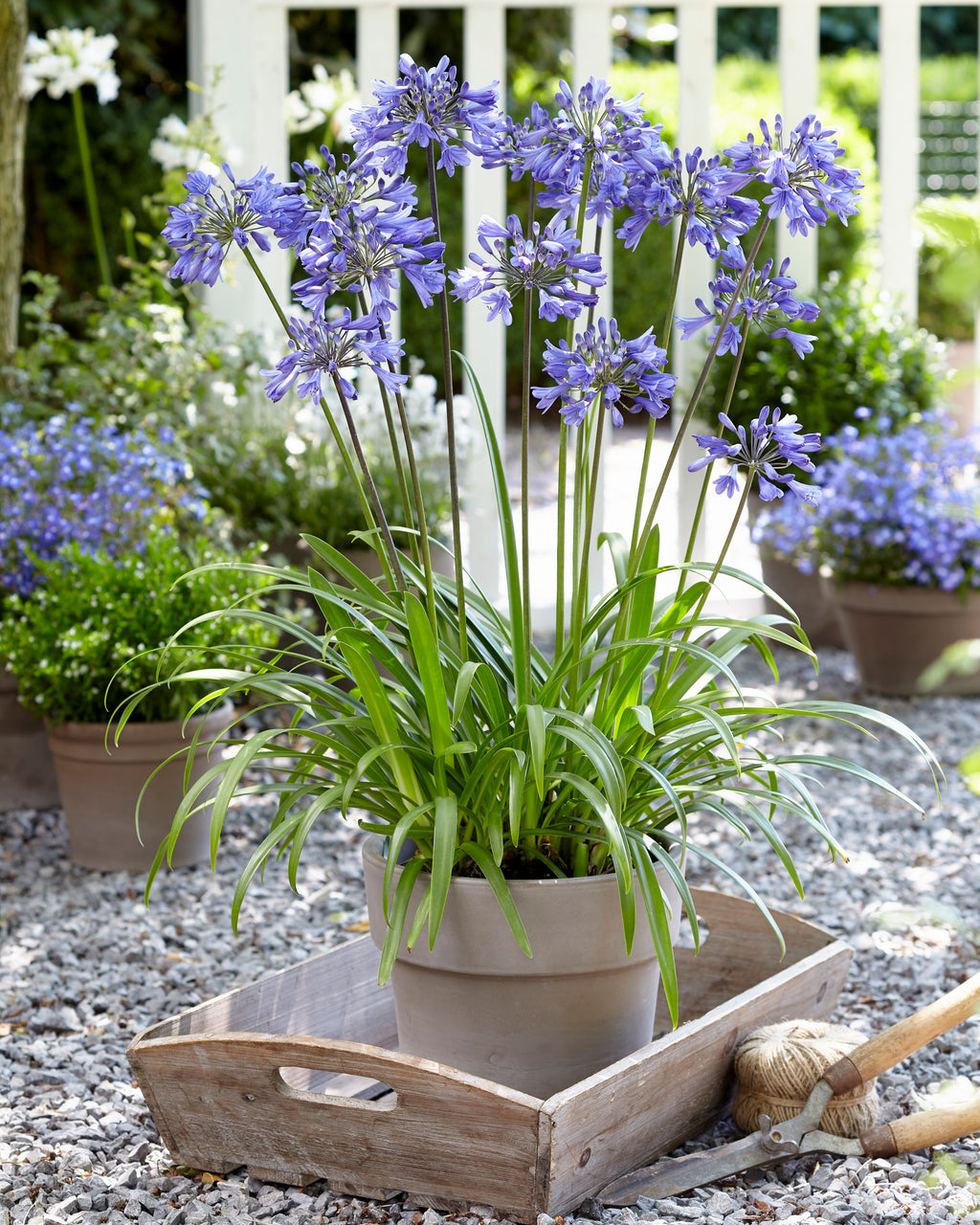 Agapanthus Ever Sapphire