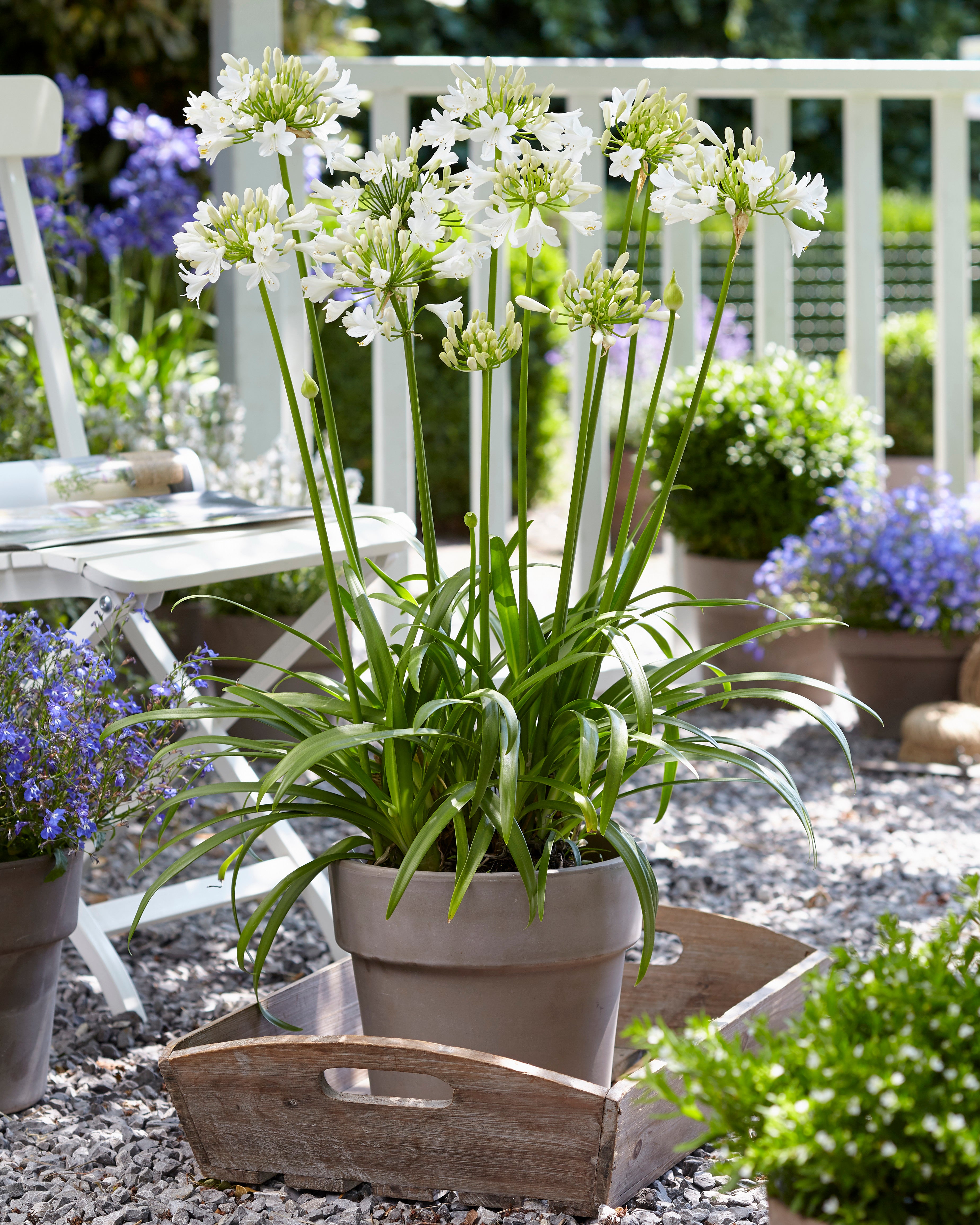 Agapanthus Ever White