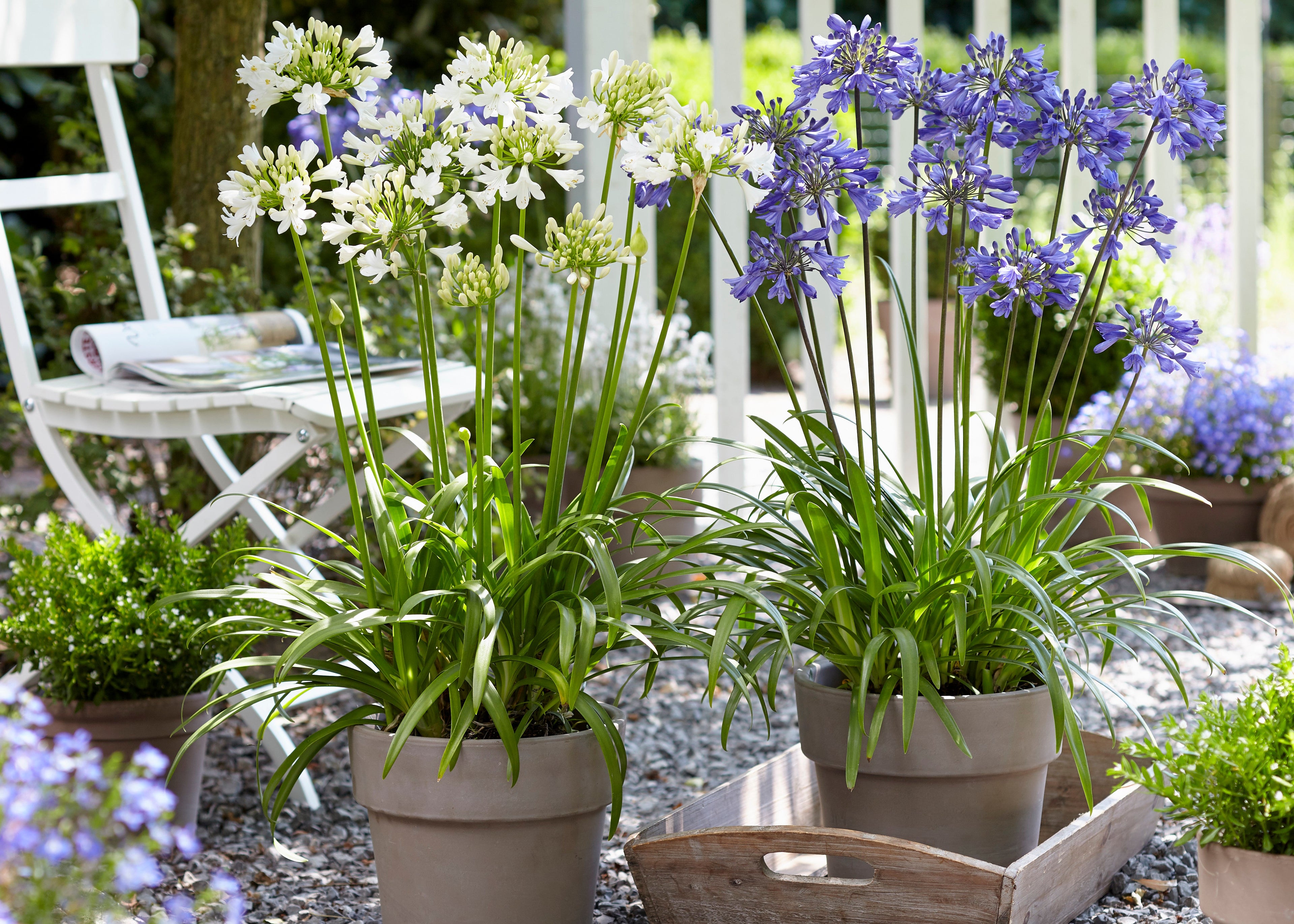 Potted plants with white and purple flowers in a garden setting