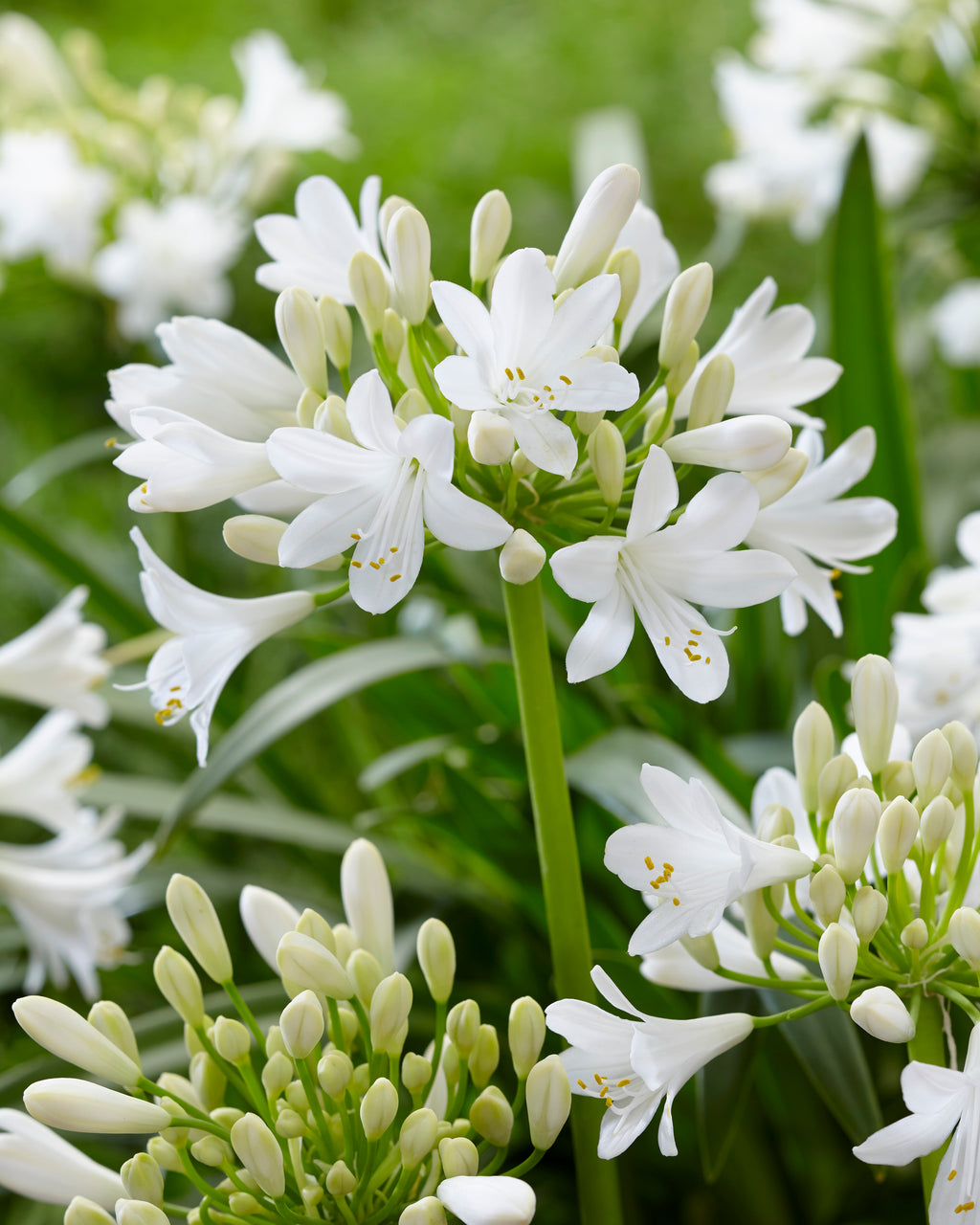 Agapanthus Ever White