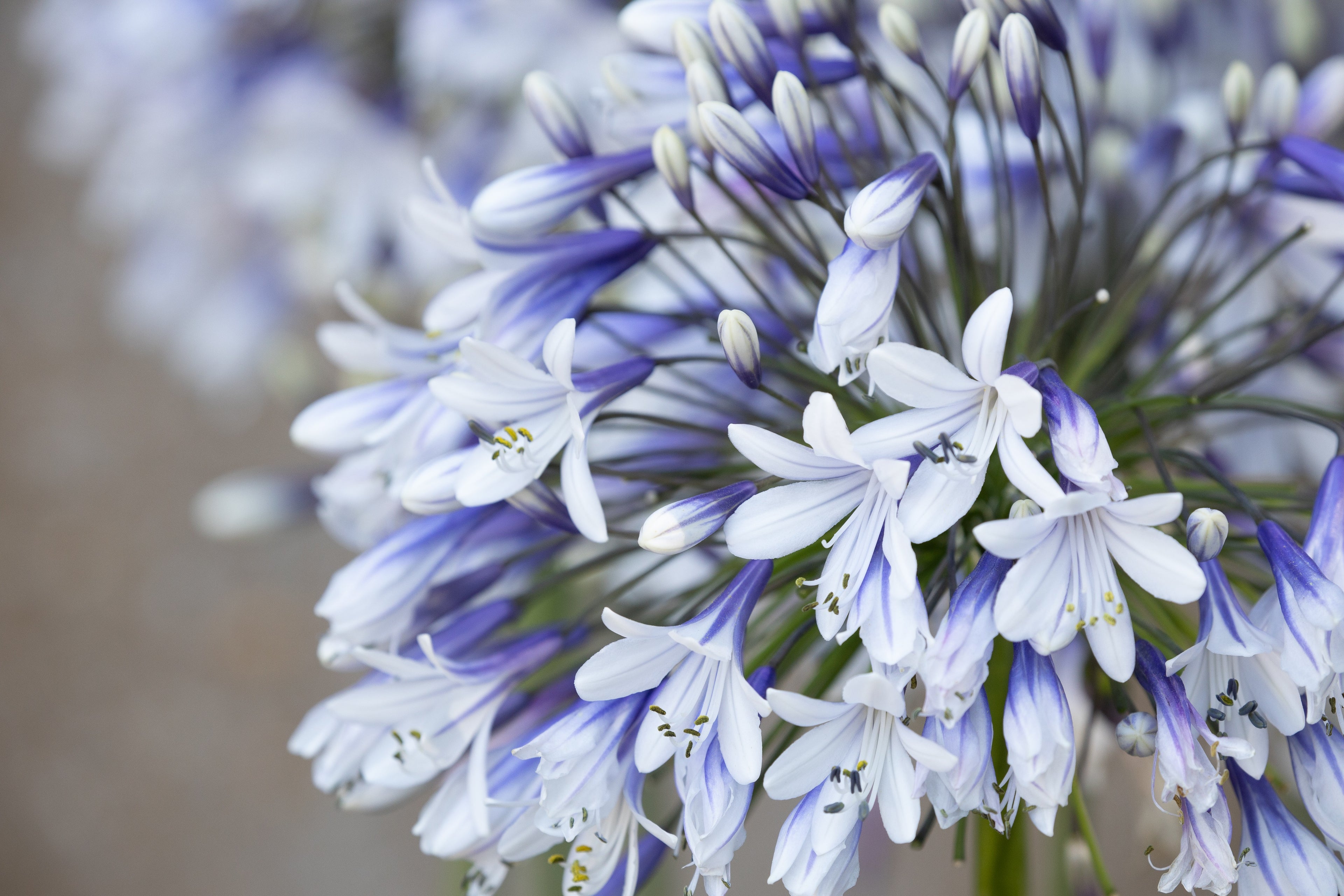 Agapanthus Fireworks