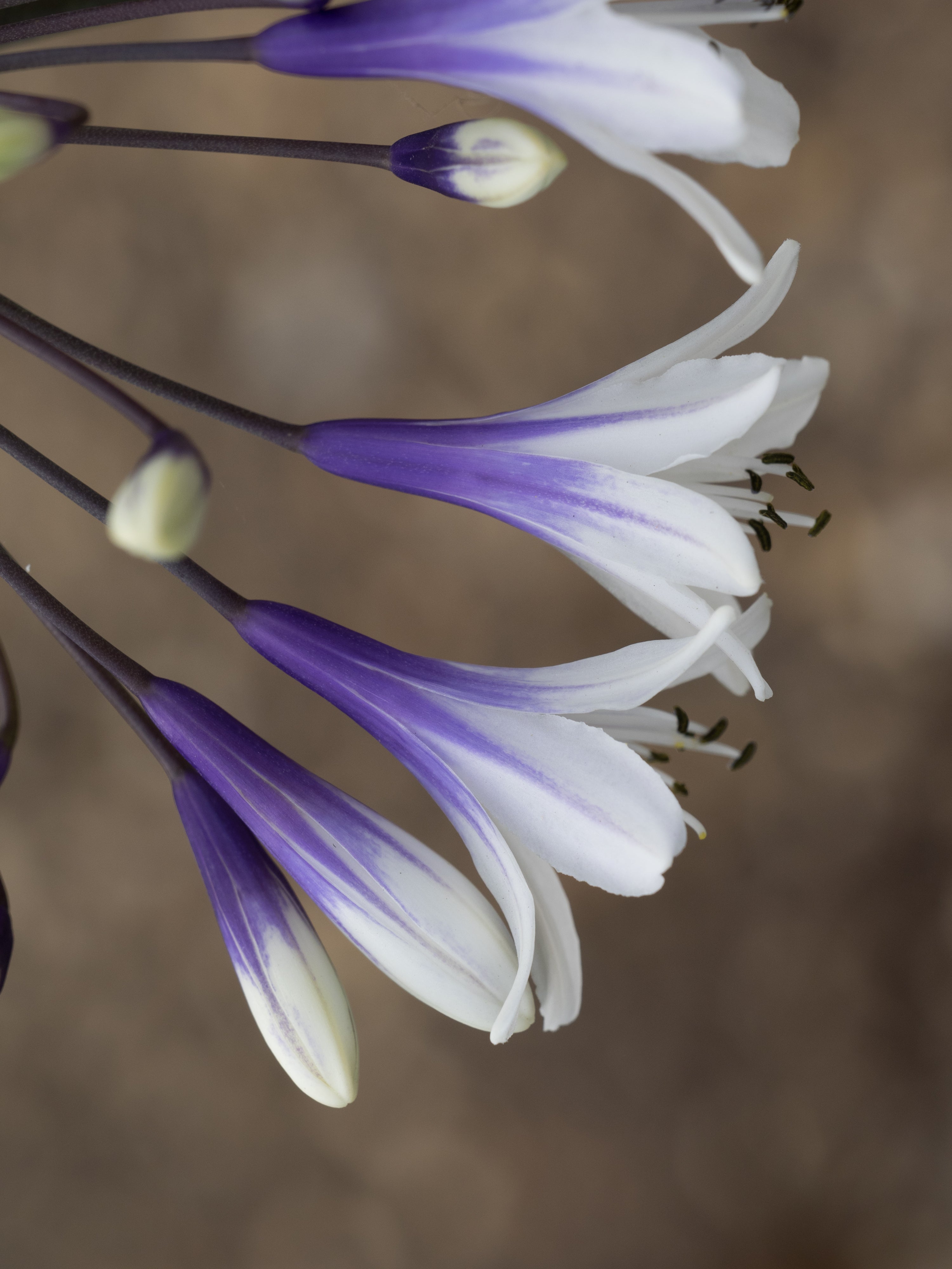 Agapanthus Fireworks