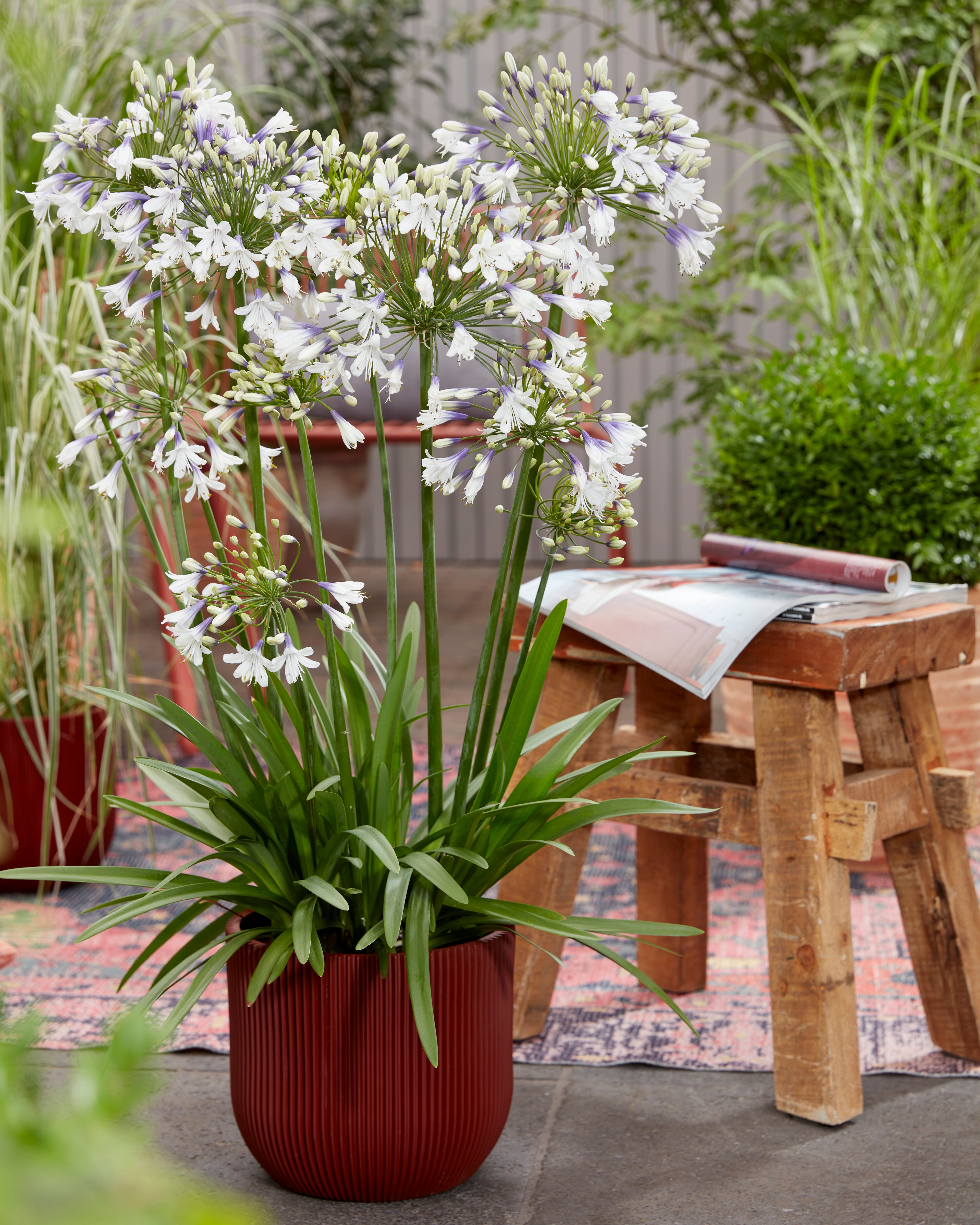 Agapanthus Fireworks