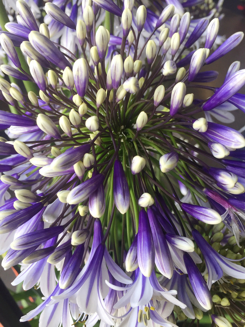 Agapanthus Fireworks
