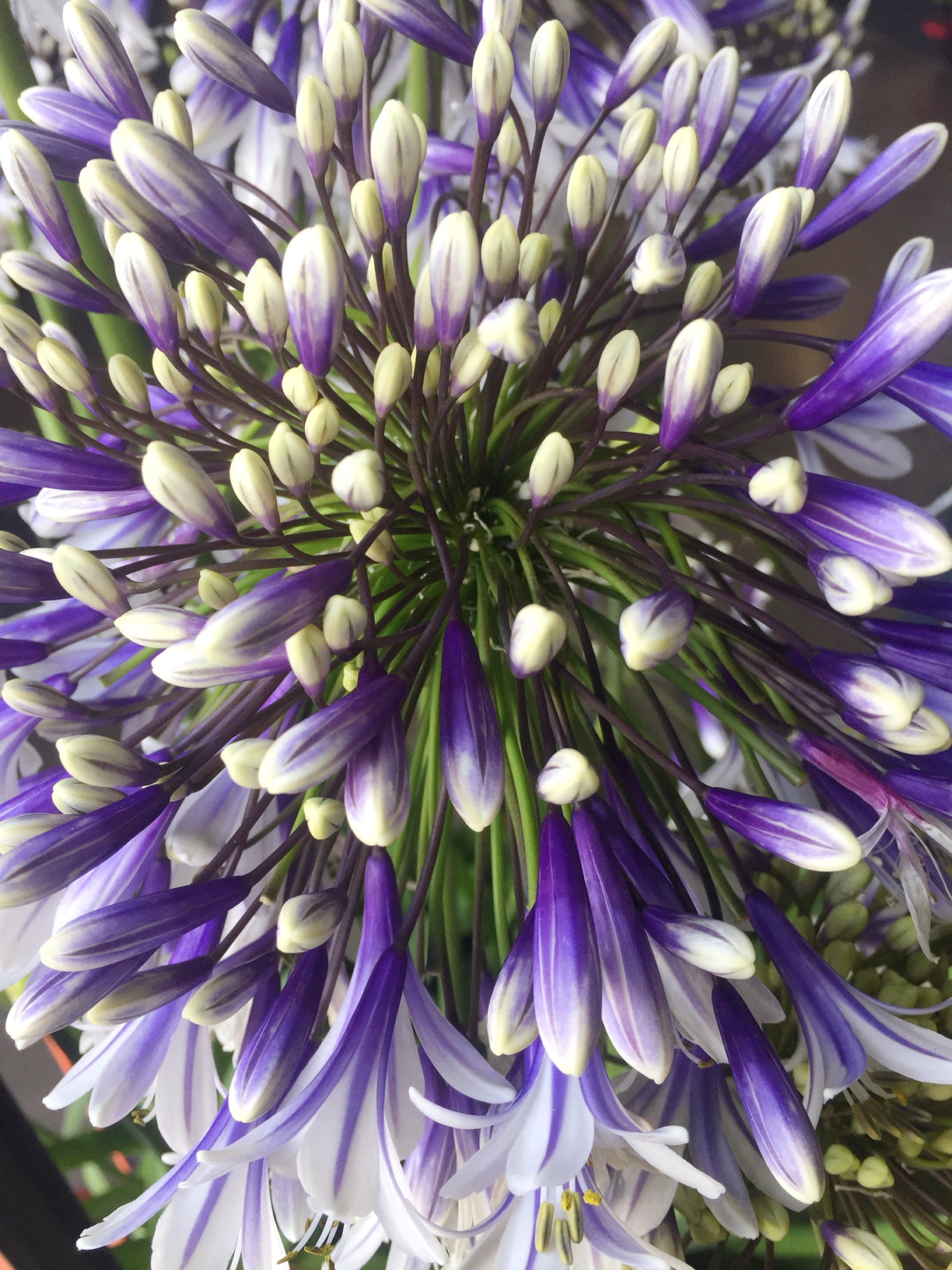 Agapanthus Fireworks