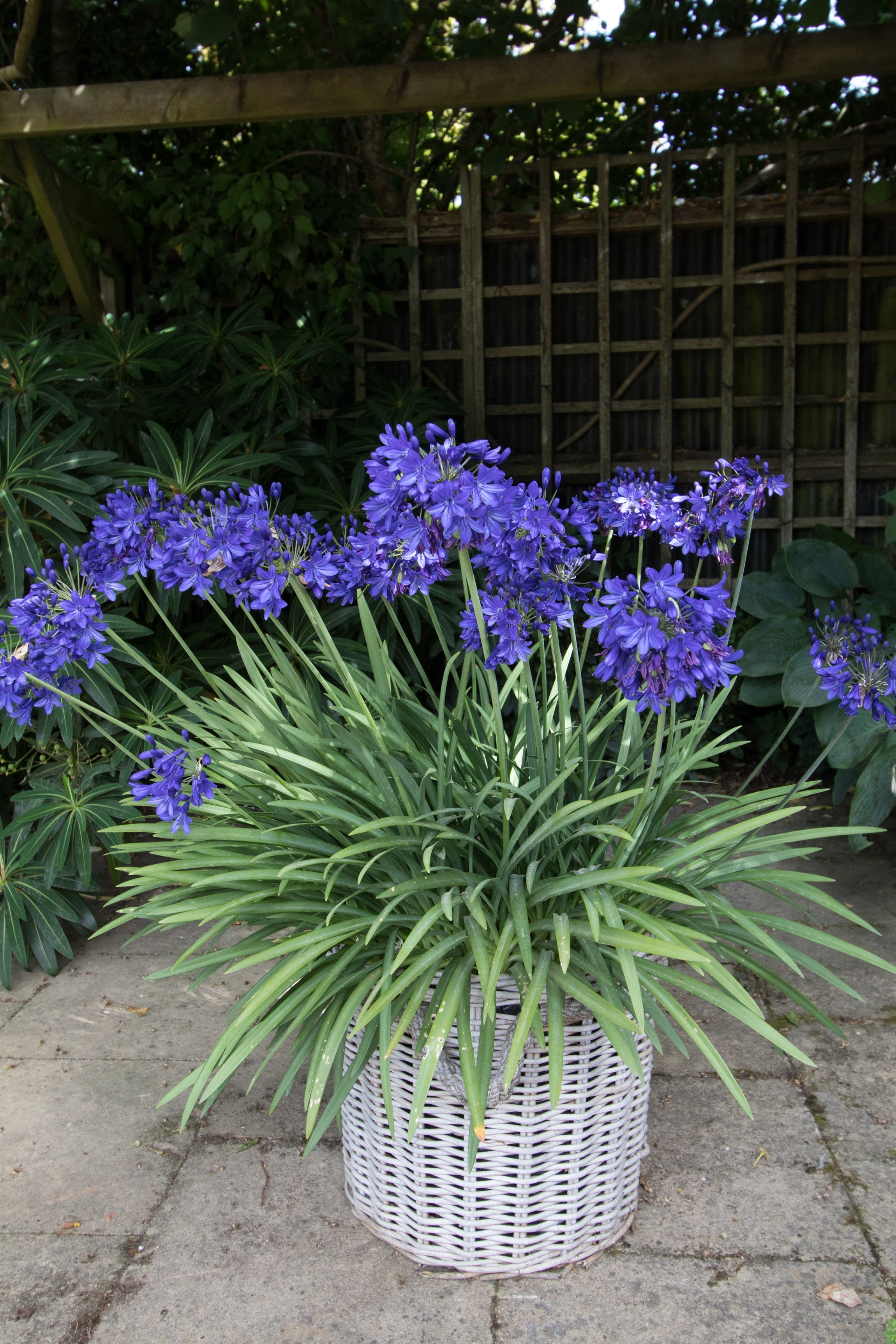 Agapanthus Flower of Love