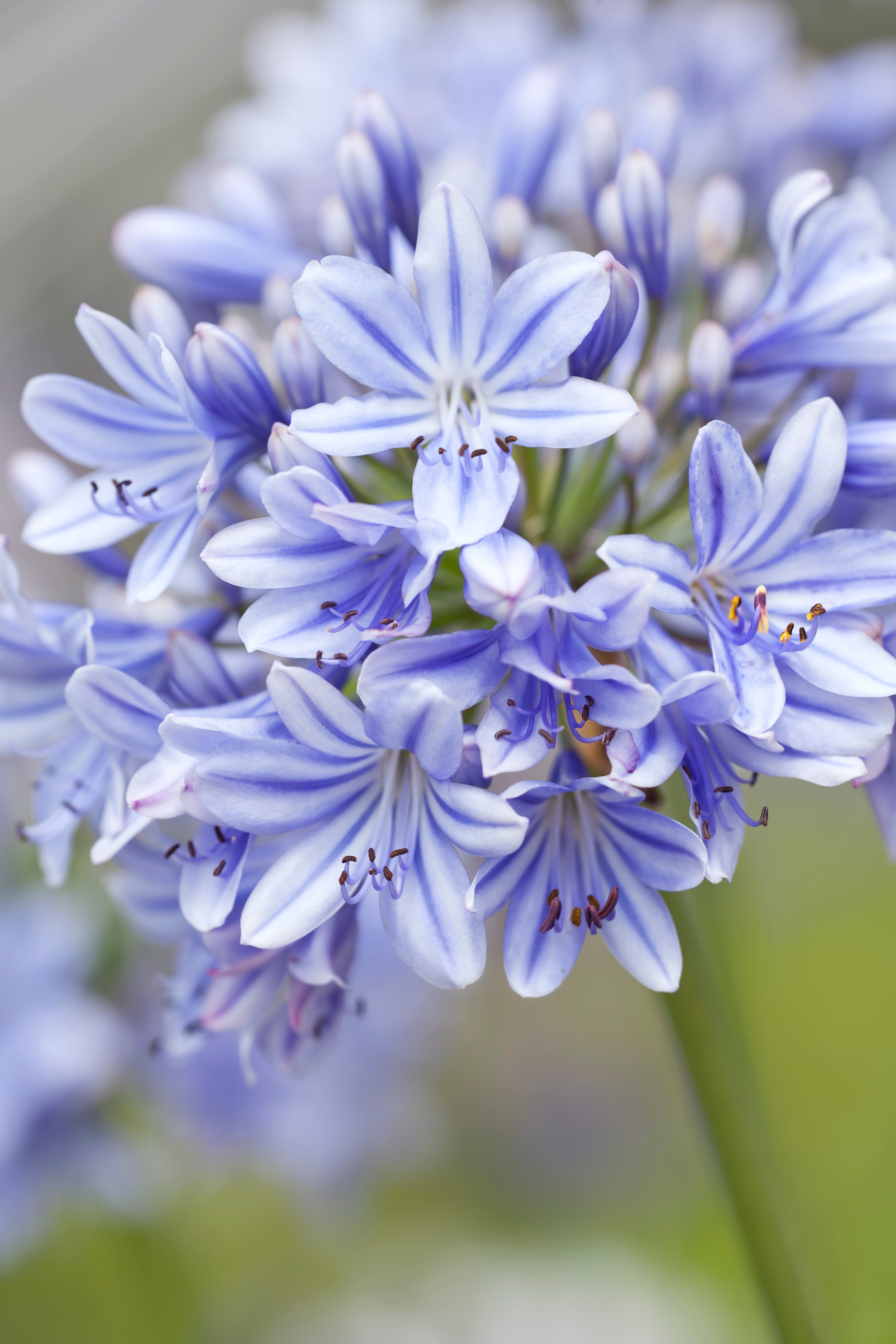 Agapanthus Full Moon
