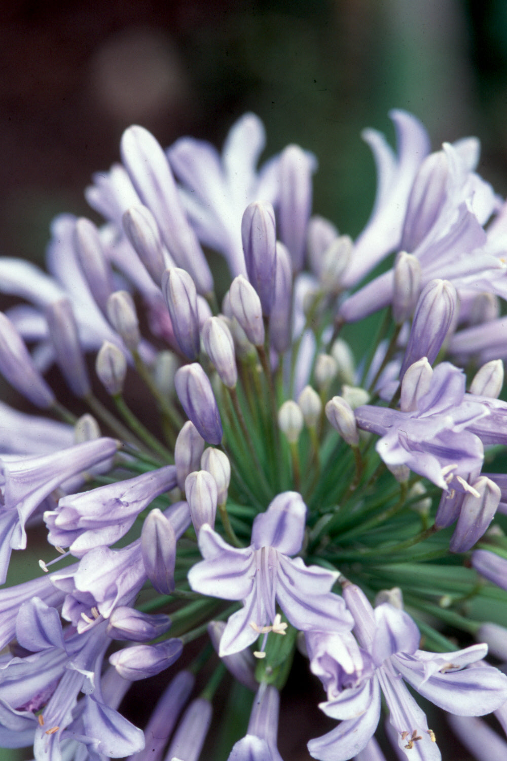 Agapanthus Glenavon