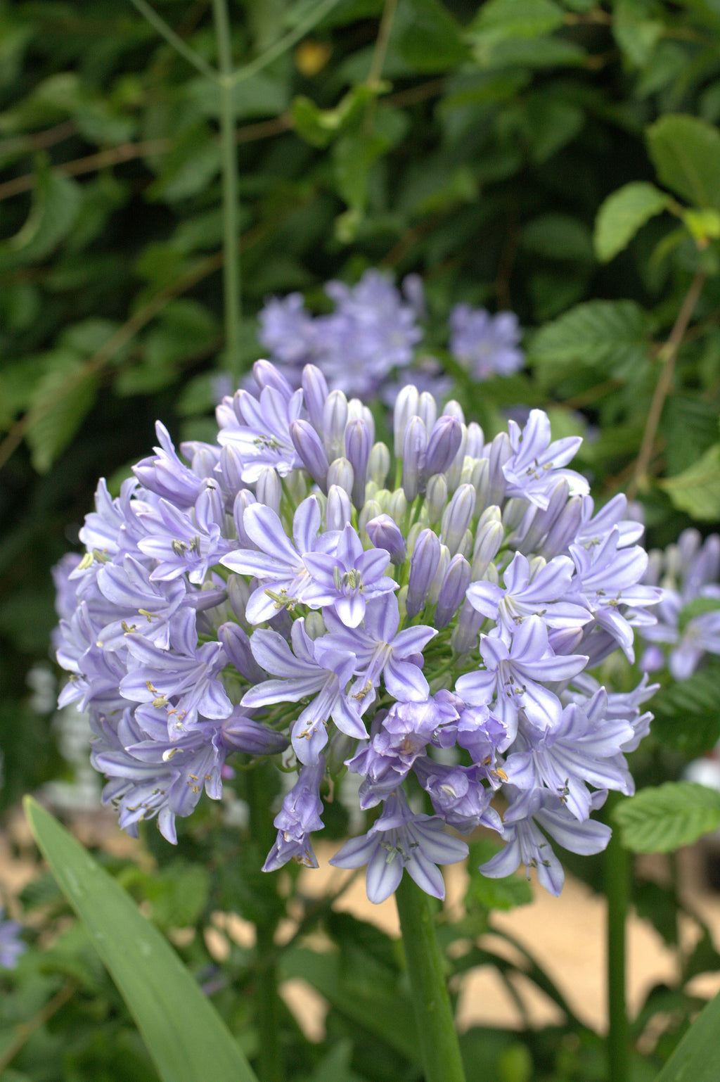 Agapanthus Glenavon