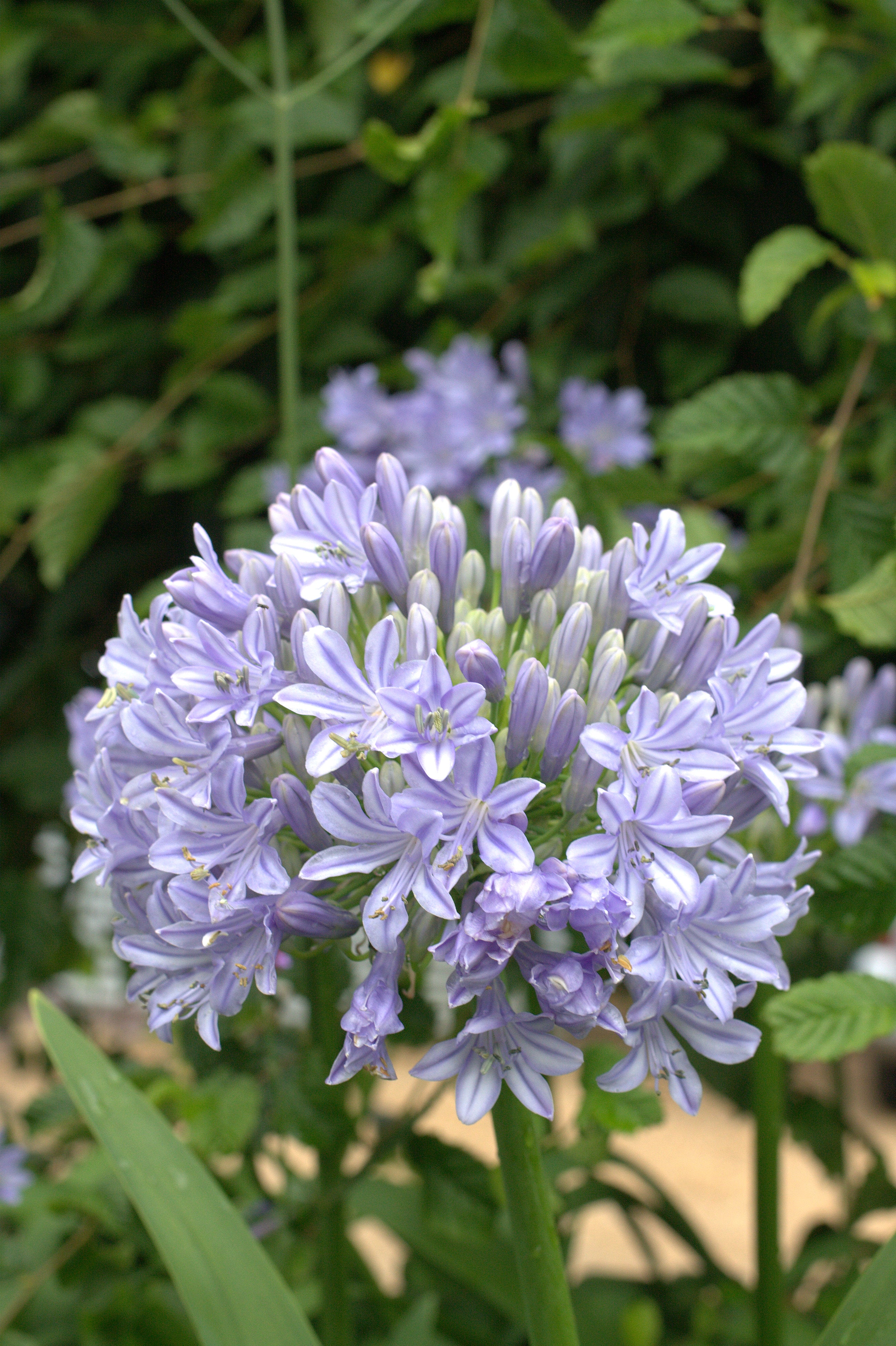 Agapanthus Glenavon