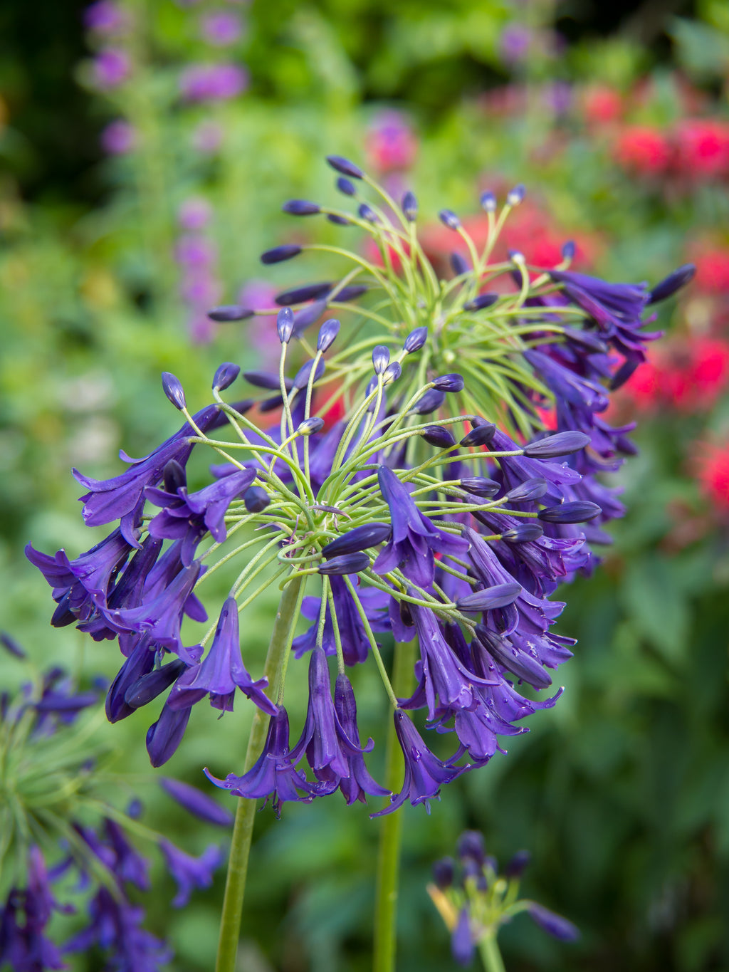 Agapanthus Indigo Dreams