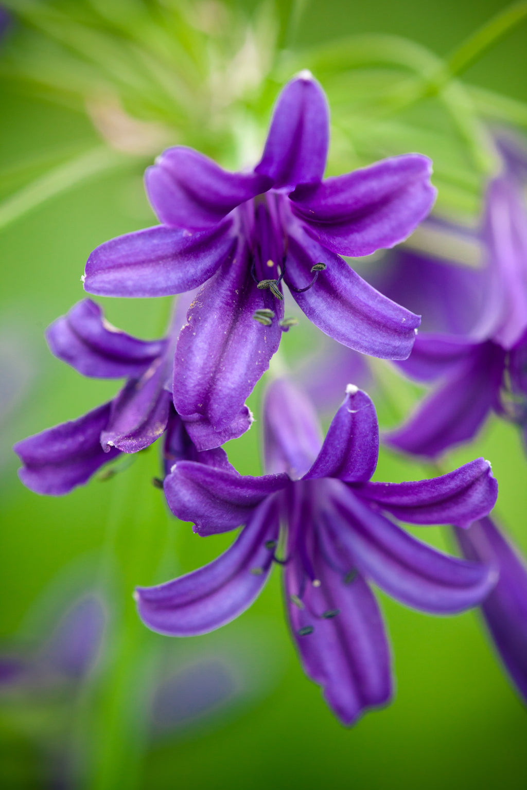 Agapanthus Indigo Dreams
