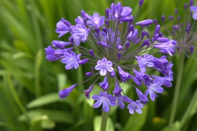 Agapanthus Jacaranda