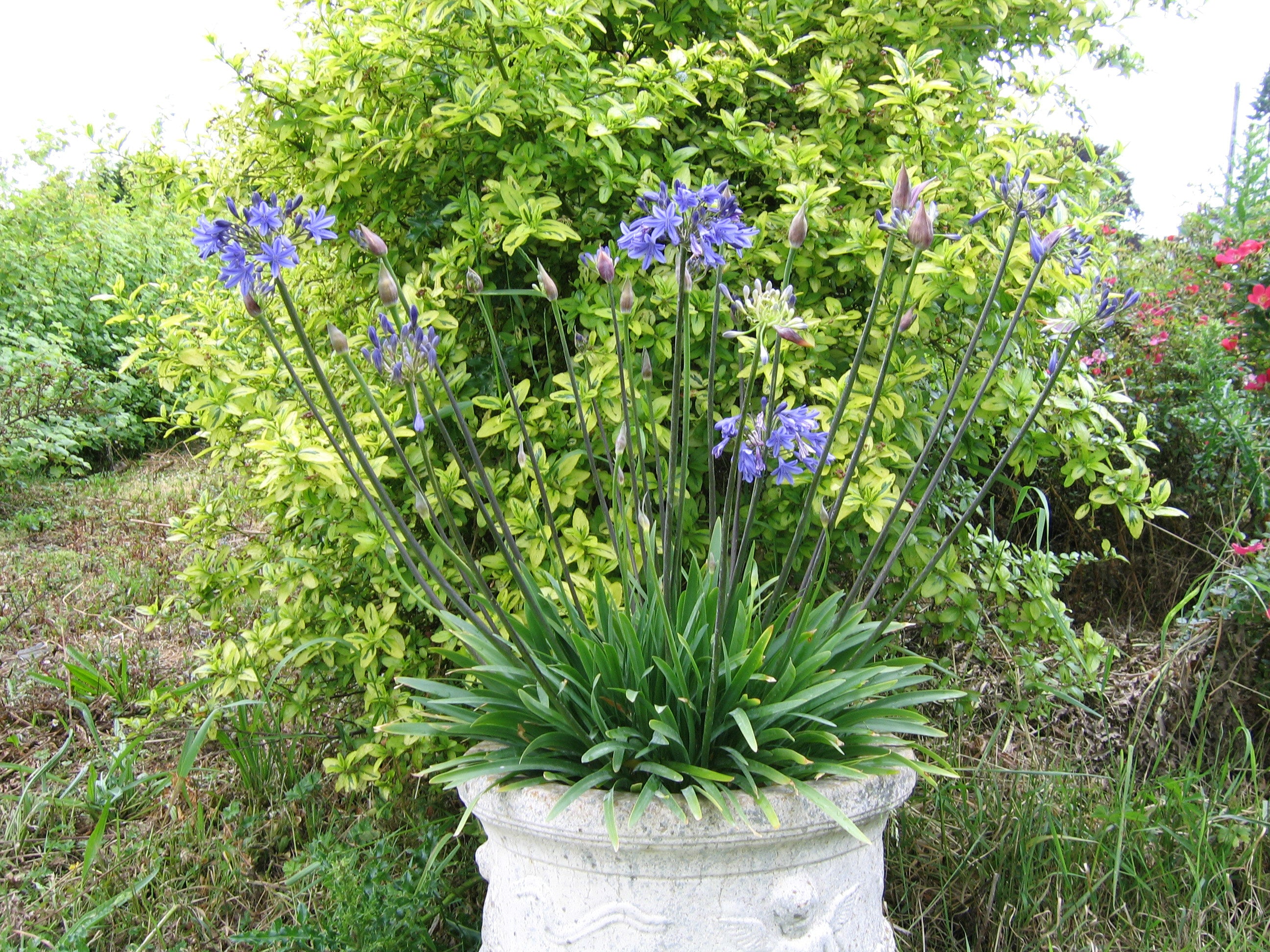 Agapanthus Lapis Lazuli