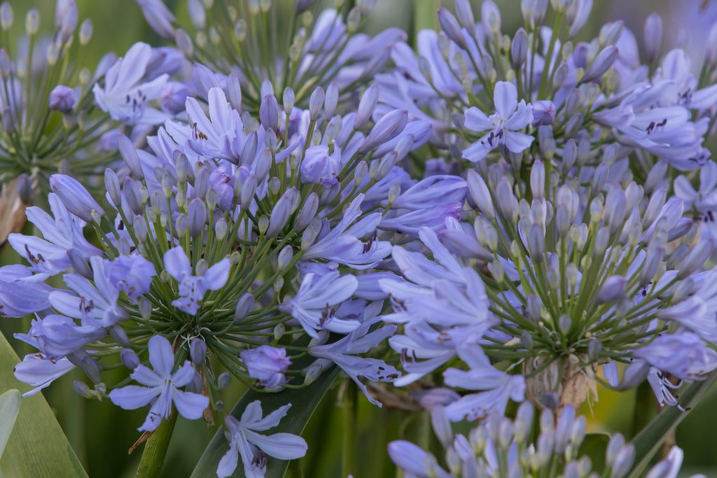 Agapanthus Lavender Haze