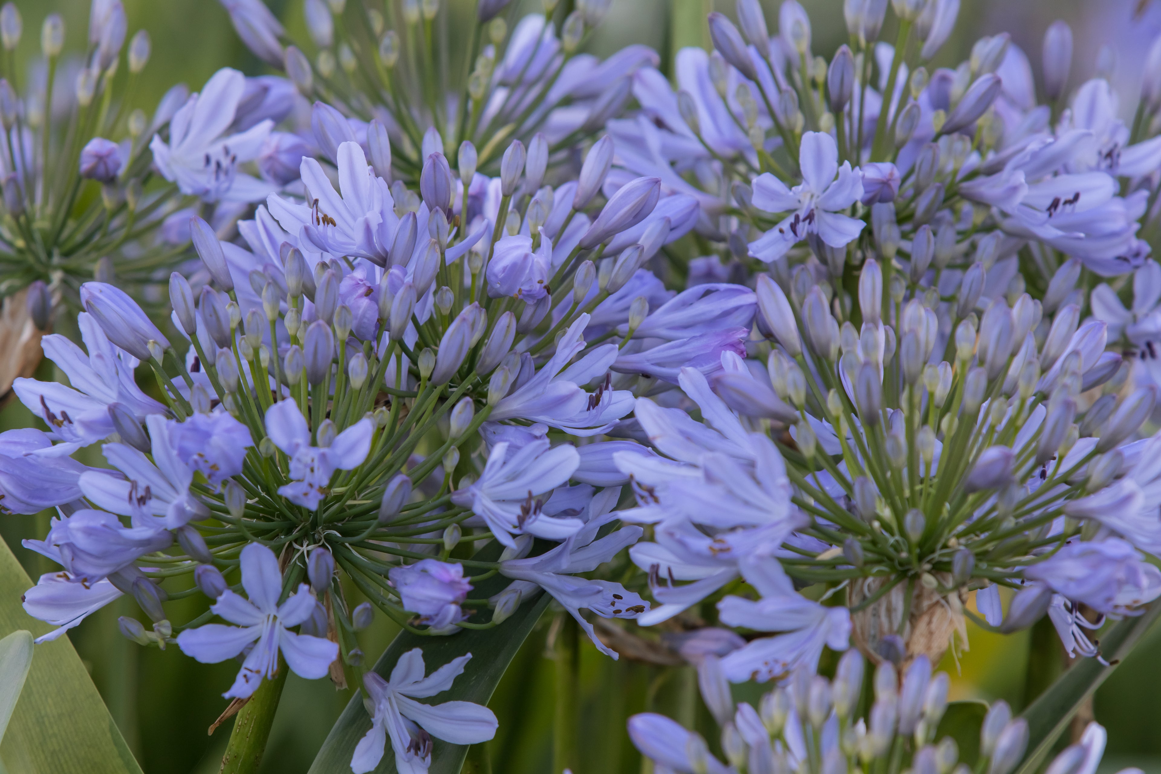 Agapanthus Lavender Haze