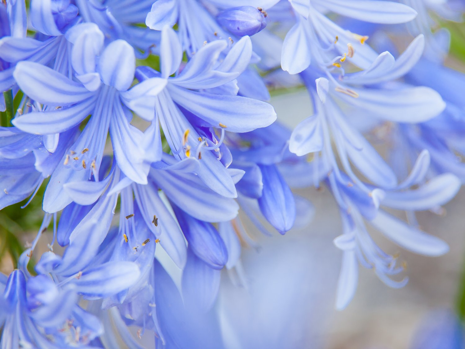 Agapanthus Lavender Haze
