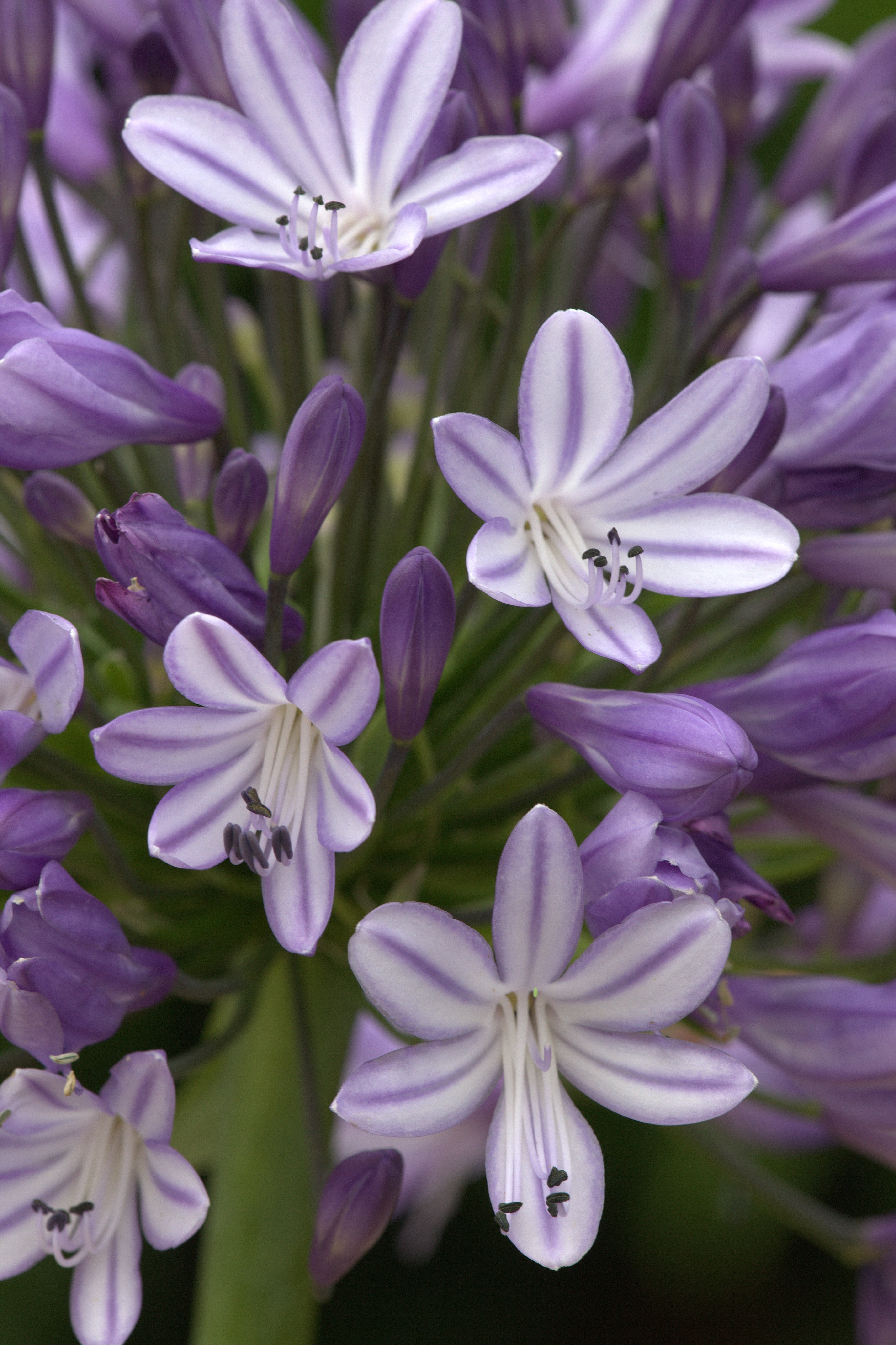 Agapanthus Megans Mauve