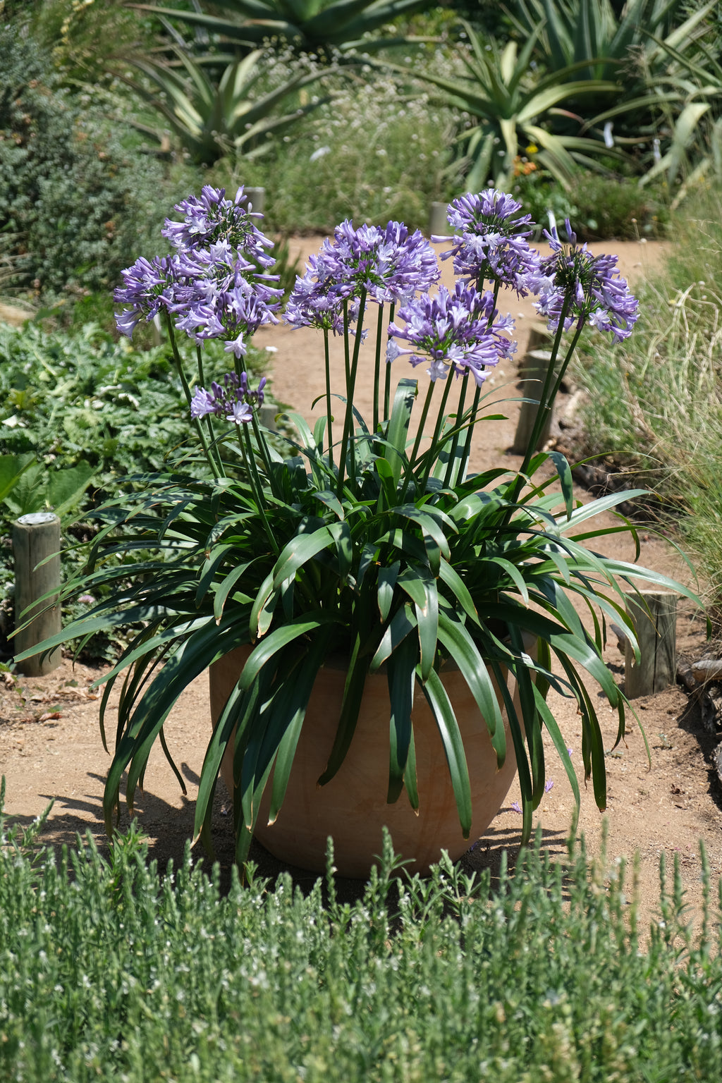 Agapanthus Midnight Moon