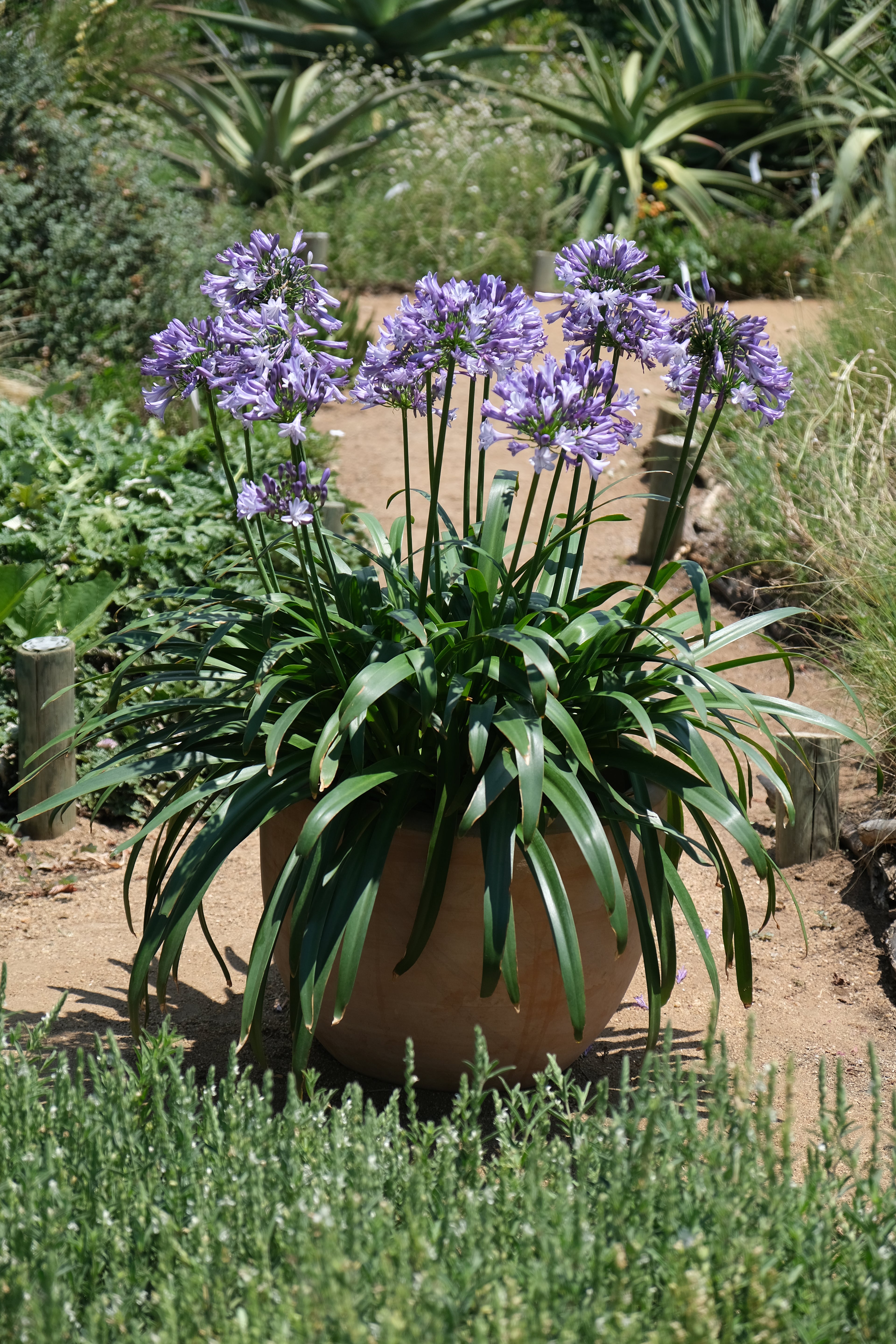 Agapanthus Midnight Moon