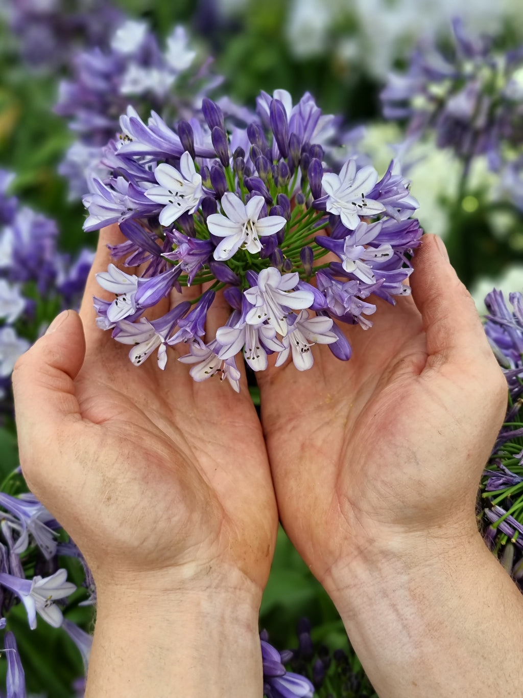 Agapanthus Midnight Moon