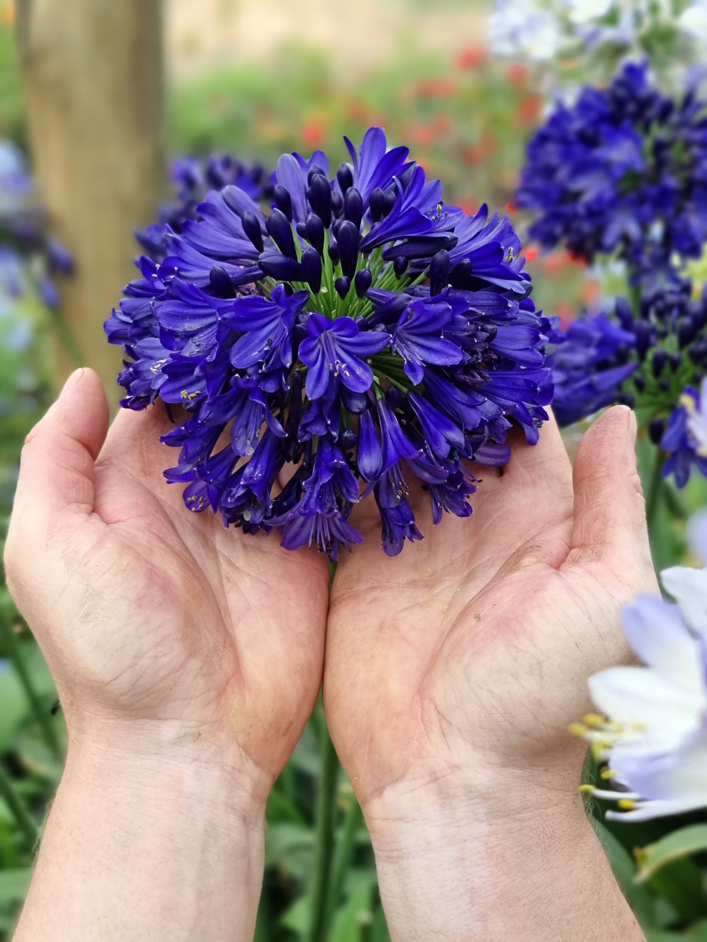 Agapanthus Midnight Sky