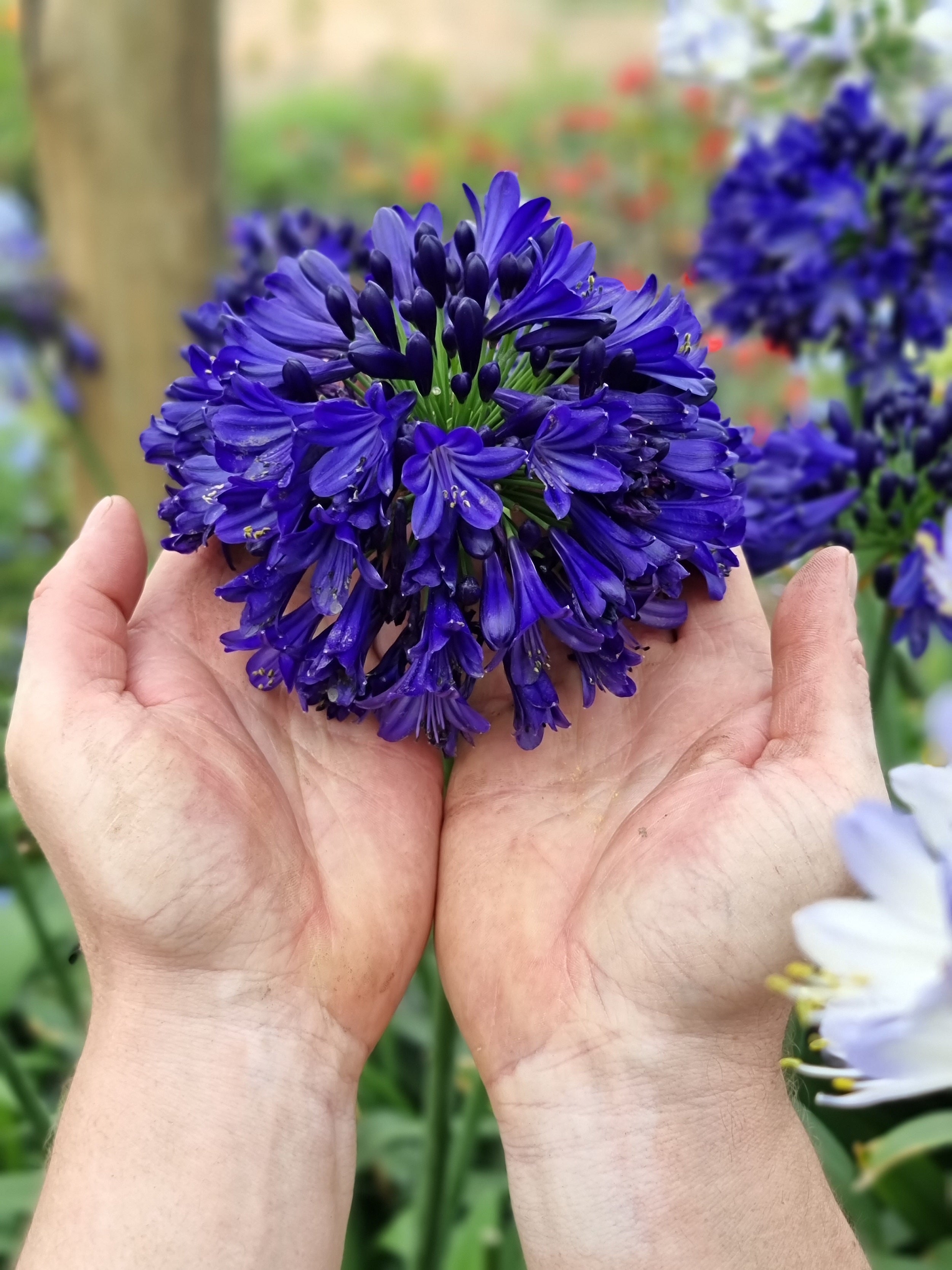 Agapanthus Midnight Sky