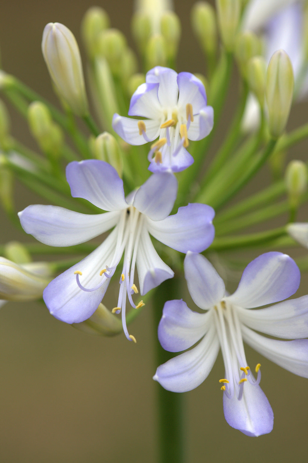 Agapanthus Phantom